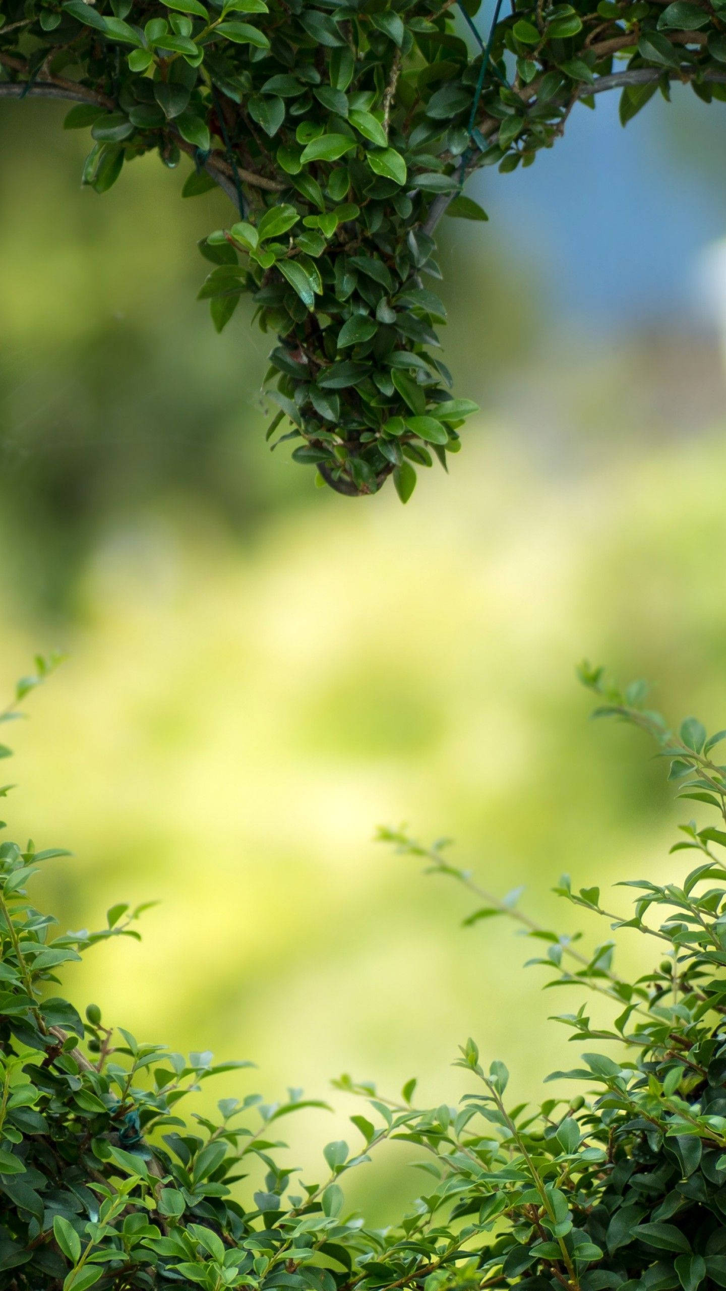 Green Heart 桌布 壁紙 — 茂密綠色葉片的特寫，框住柔和模糊的花園背景，帶有斑駁的陽光。