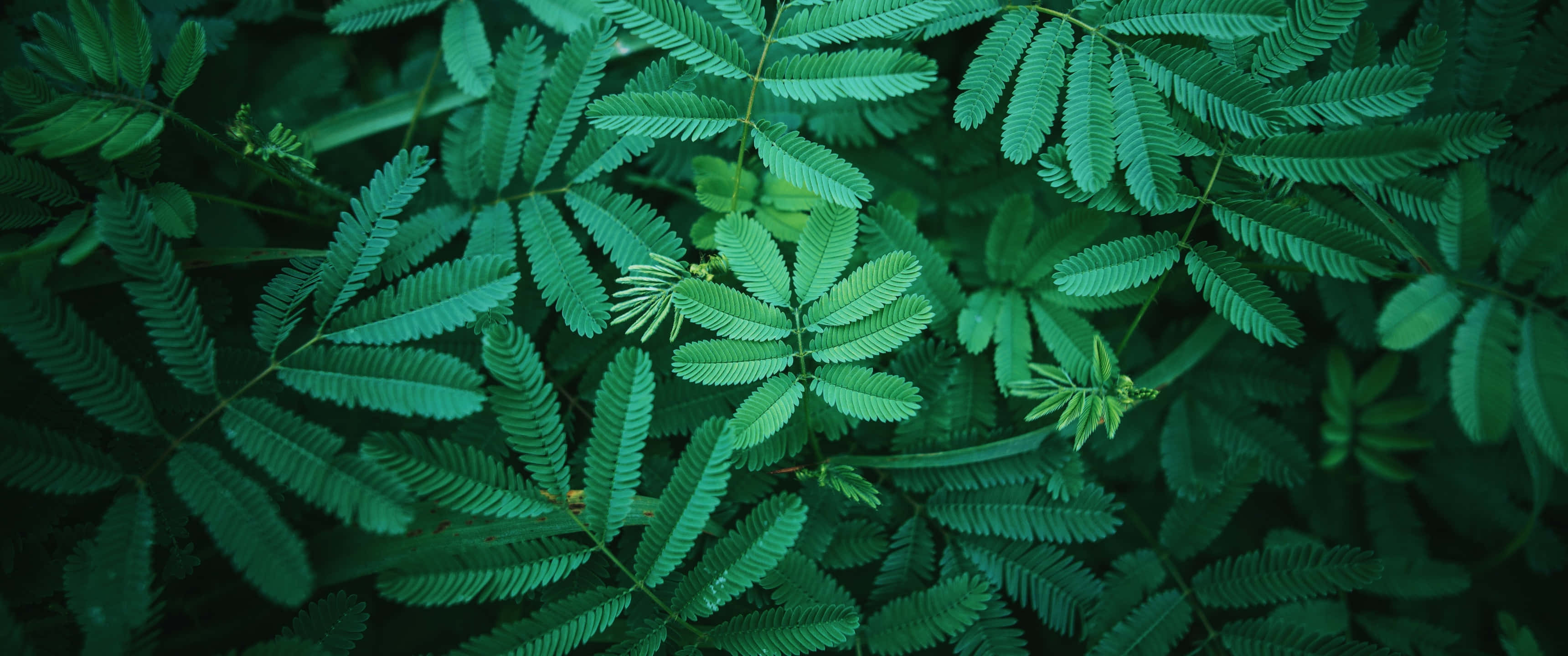 桌布 壁紙 — 茂密綠色蕨類葉子的特寫，帶有複雜的羽毛狀圖案和柔和陰影。