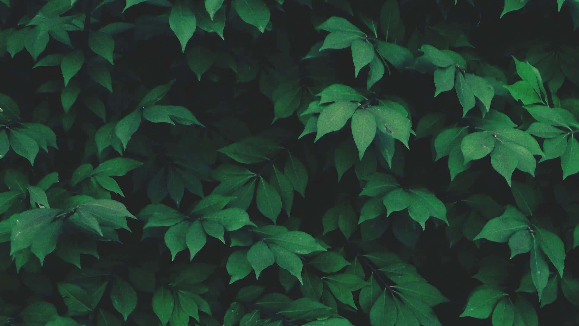 Greenery 桌布 壁紙 — 茂密翠綠的葉牆，深沉的陰影營造出豐富紋理的自然圖案。