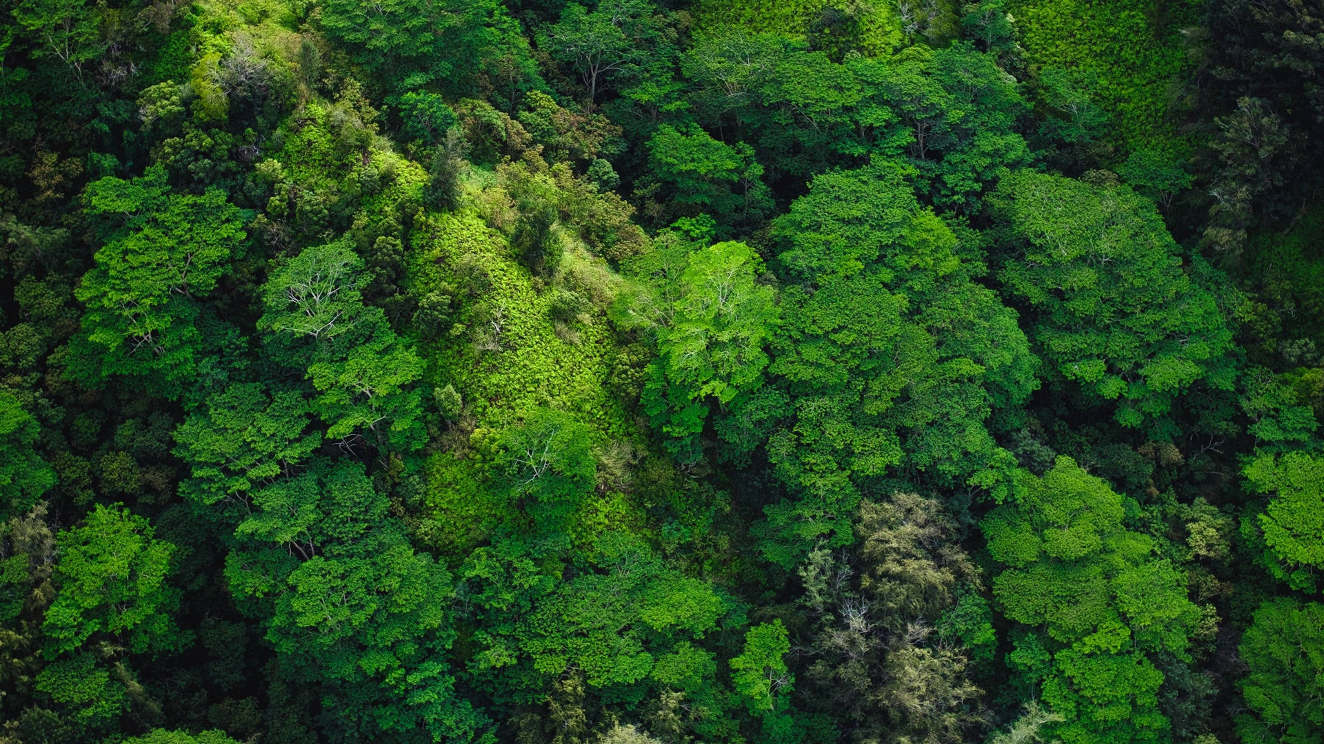 View 桌布 壁紙 — 茂密翡翠綠森林樹冠的鳥瞰圖，呈現多種綠色色調和紋理葉片。