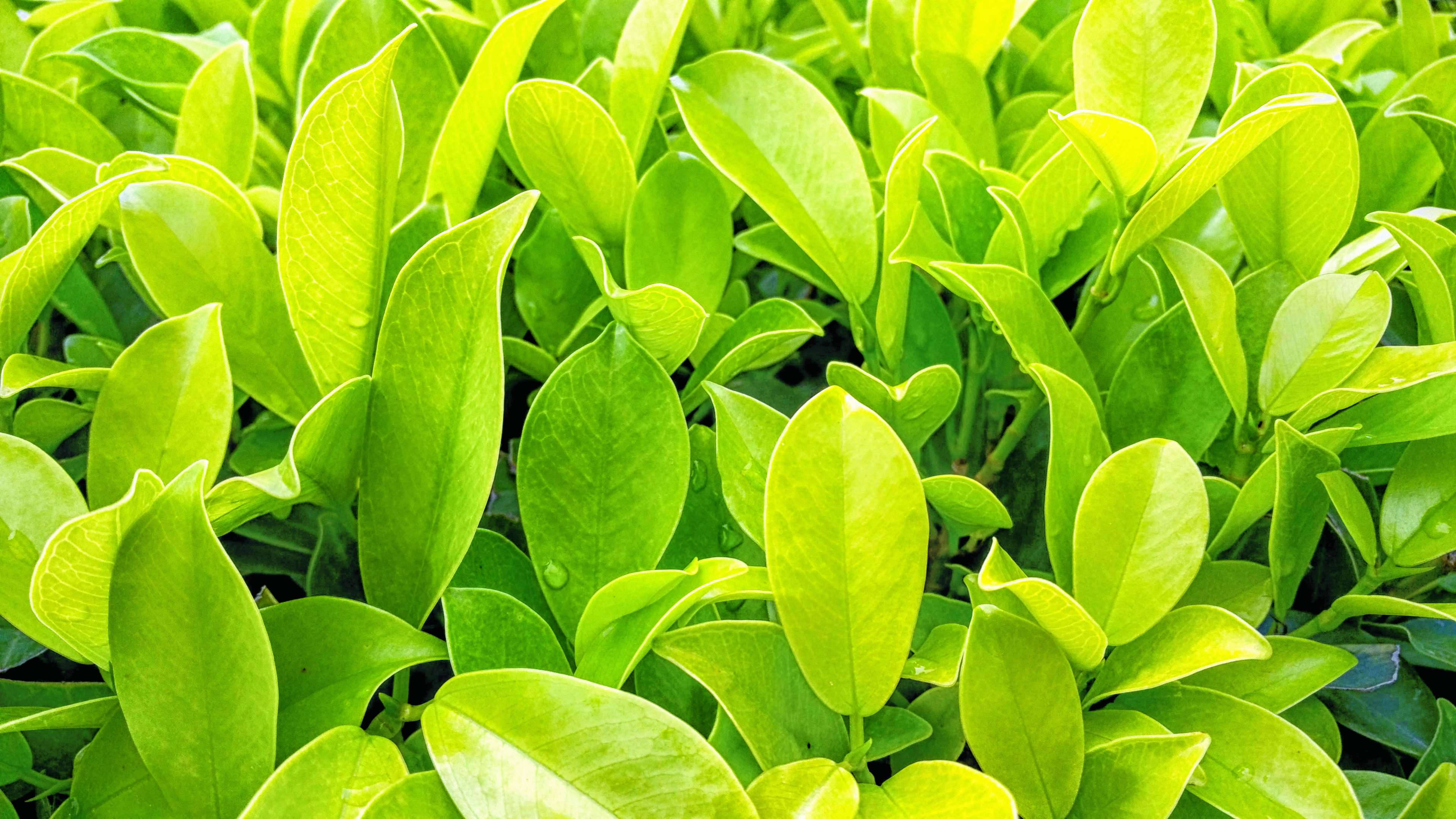 Plant 桌布 壁紙 — 茂密葉叢中，翠綠葉片上的露珠捕捉陽光的生動特寫。