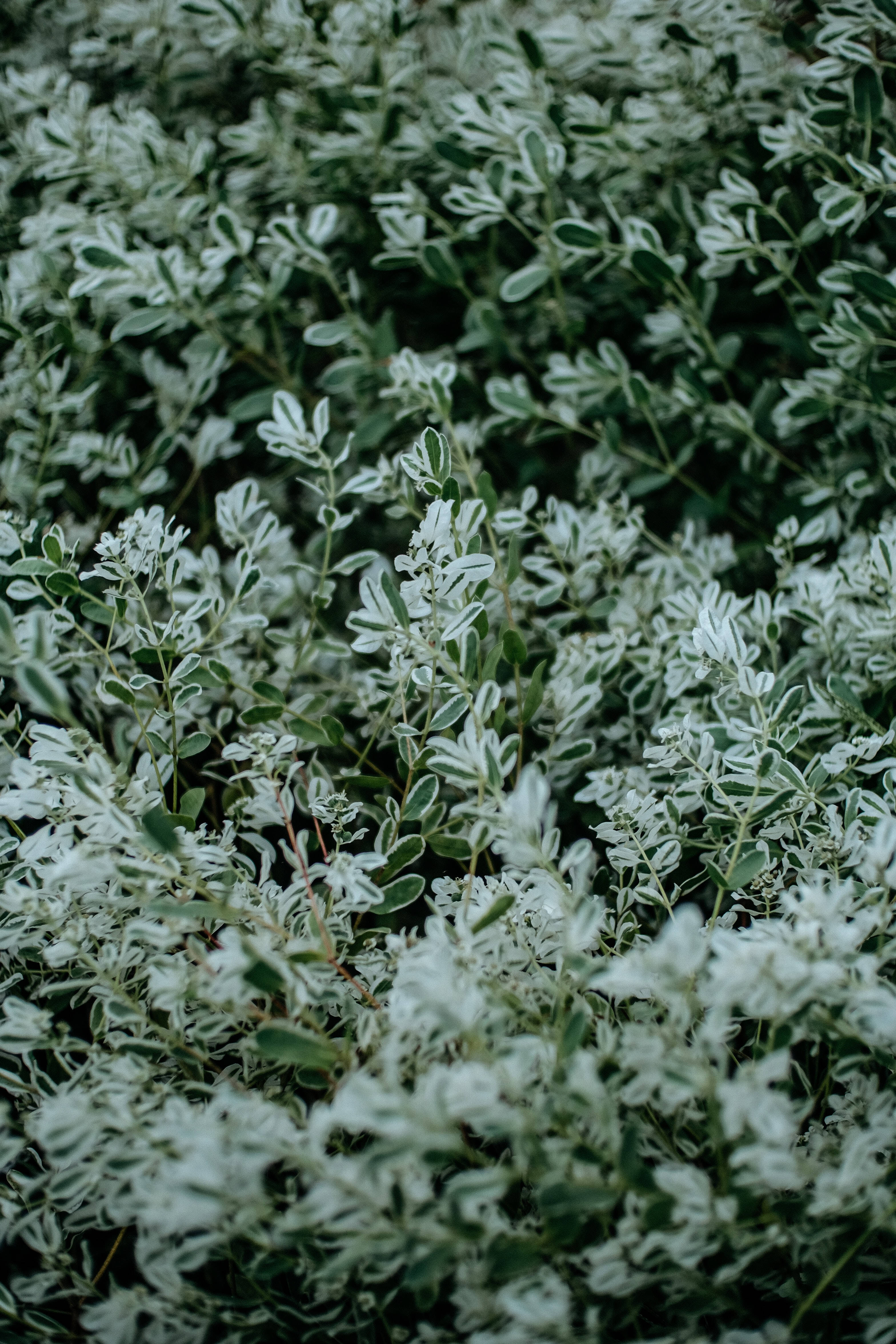 Sage 桌布 壁紙 — 茂密雜色葉片的特寫，白色和綠色的葉子形成柔軟的紋理圖案。