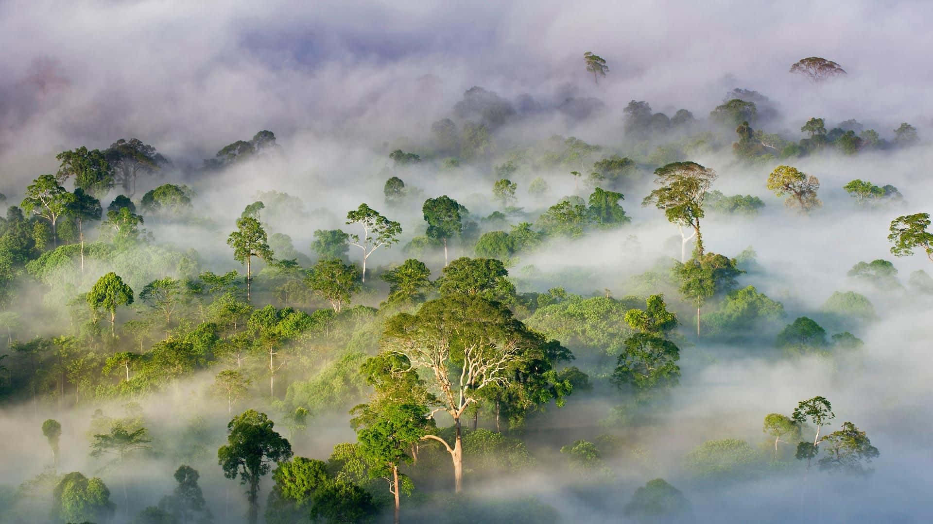 Forest Conservation 桌布 壁紙 — 茂密雨林中濃霧裡湧現的翠綠樹木鳥瞰圖。