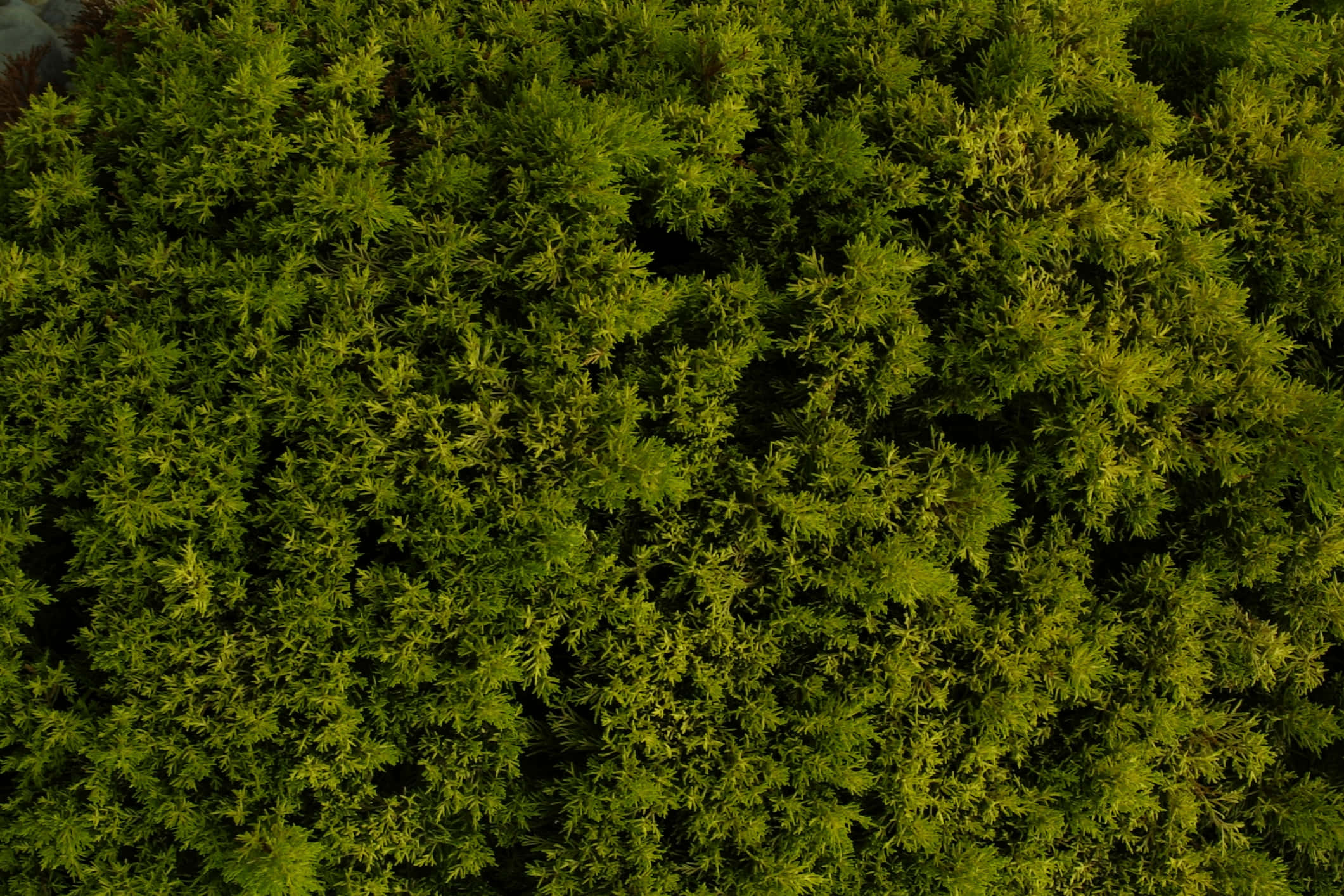 Green Moss 桌布 壁紙 — 茂密鮮綠葉片的鳥瞰圖，具有豐富紋理和自然圖案。