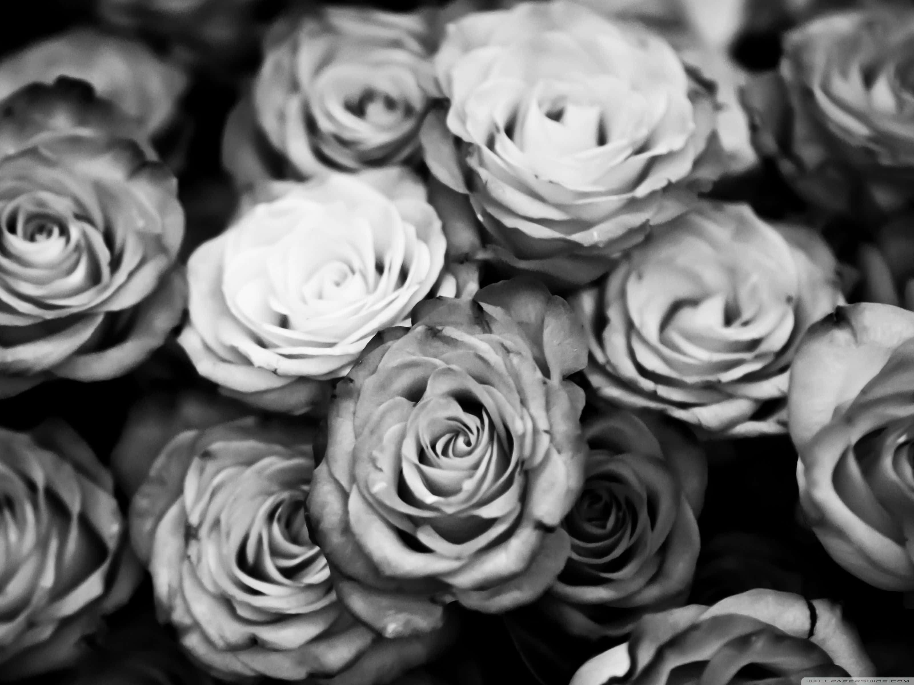 Black And White Aesthetic Pc 桌布 壁紙 — 茂盛玫瑰的單色特寫，帶有複雜的花瓣層次和柔和陰影，營造出永恆優雅的質感。