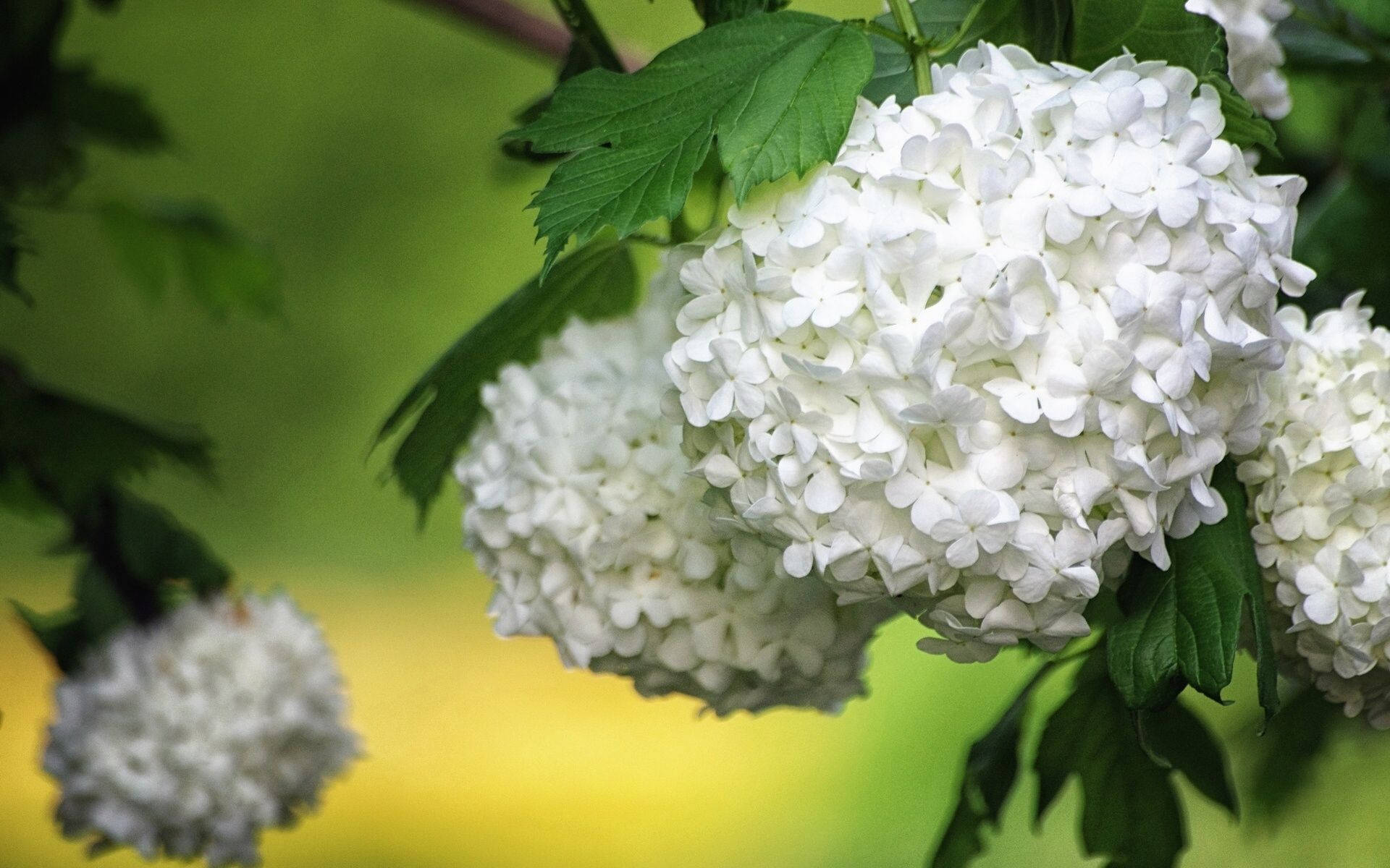 Flowers 桌布 壁紙 — 茂盛白色繡球花與綠葉的特寫，背景為柔和的綠色和黃色模糊效果。