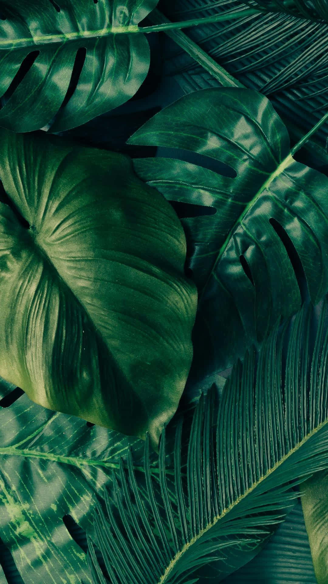 Leaves 桌布 壁紙 — 茂盛的熱帶壁紙，深祖母綠色的龜背竹和棕櫚葉在柔和斑駁的光線下重疊。
