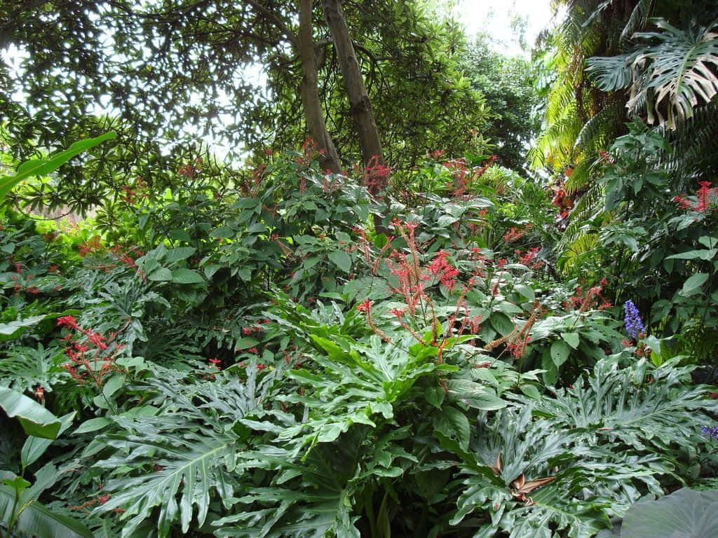 Tropical Aesthetic 桌布 壁紙 — 茂盛的熱帶植物，在斑駁的陽光下呈現鮮豔的紅花和大片綠葉。