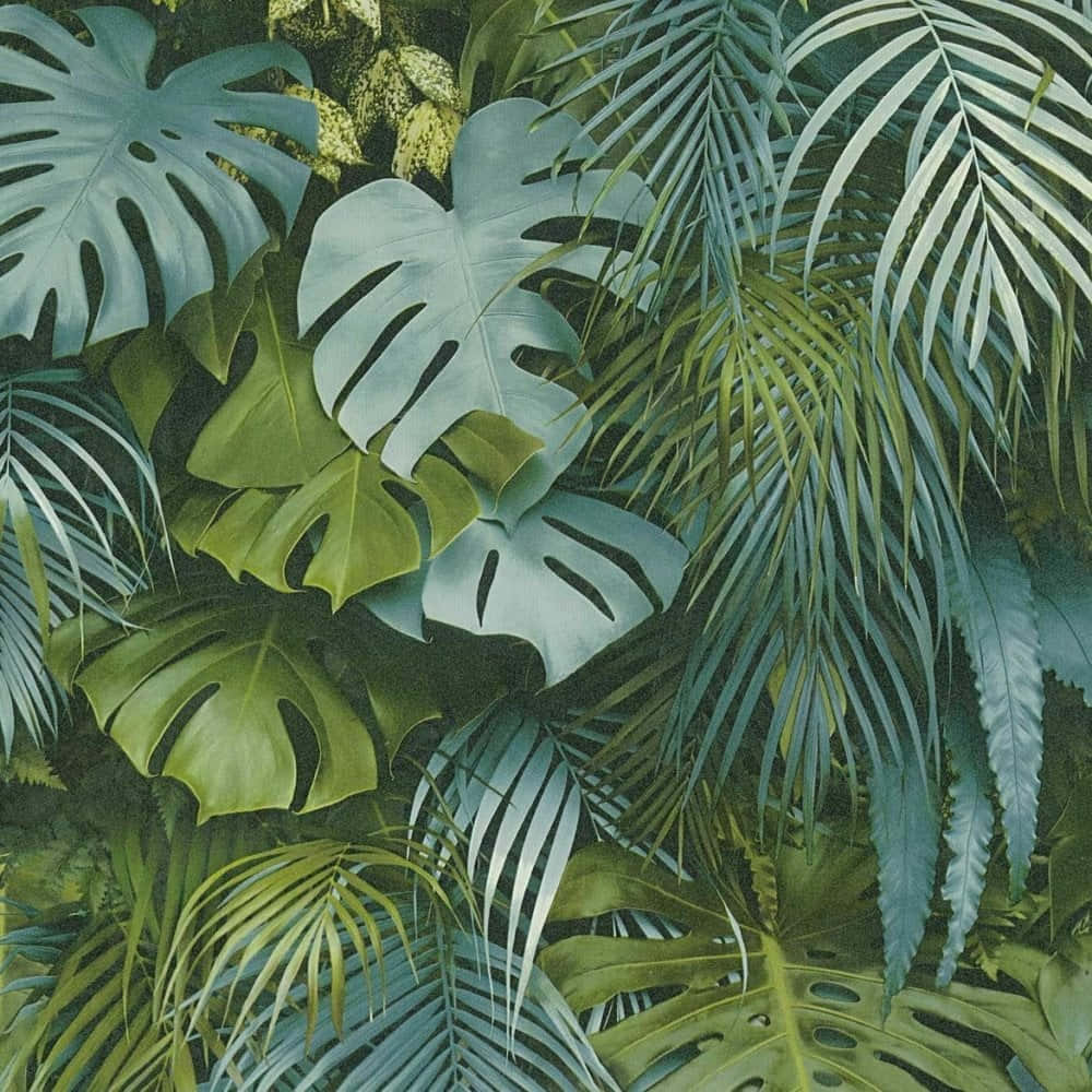 Palm 桌布 壁紙 — 茂盛的熱帶植物，龜背竹和棕櫚葉層層疊疊，呈現綠色和藍綠色.
