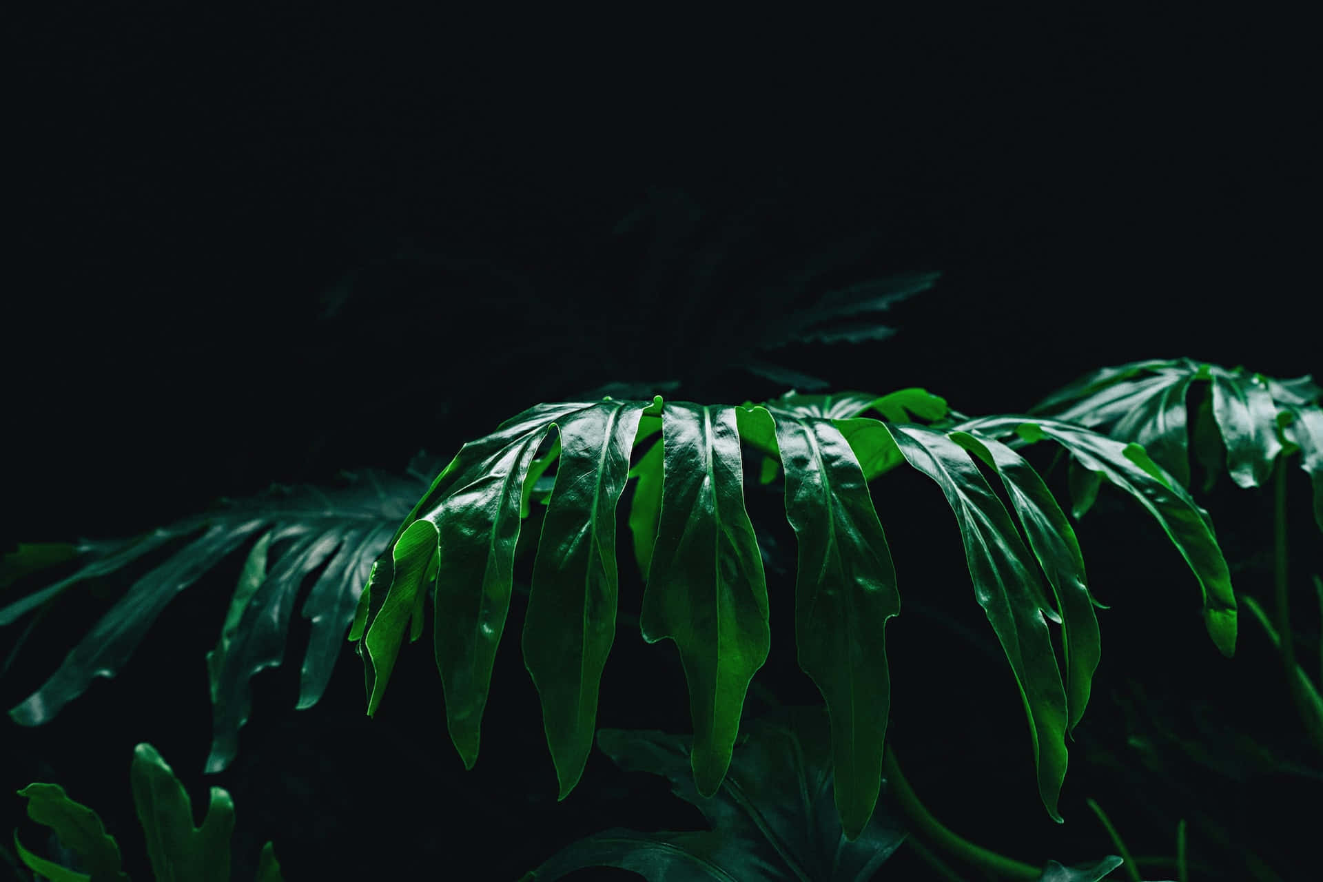 平靜 桌布 壁紙 — 茂盛的熱帶樹葉在漆黑背景下散發出深邃的祖母綠色調，營造出戲劇性且富有氛圍的對比。