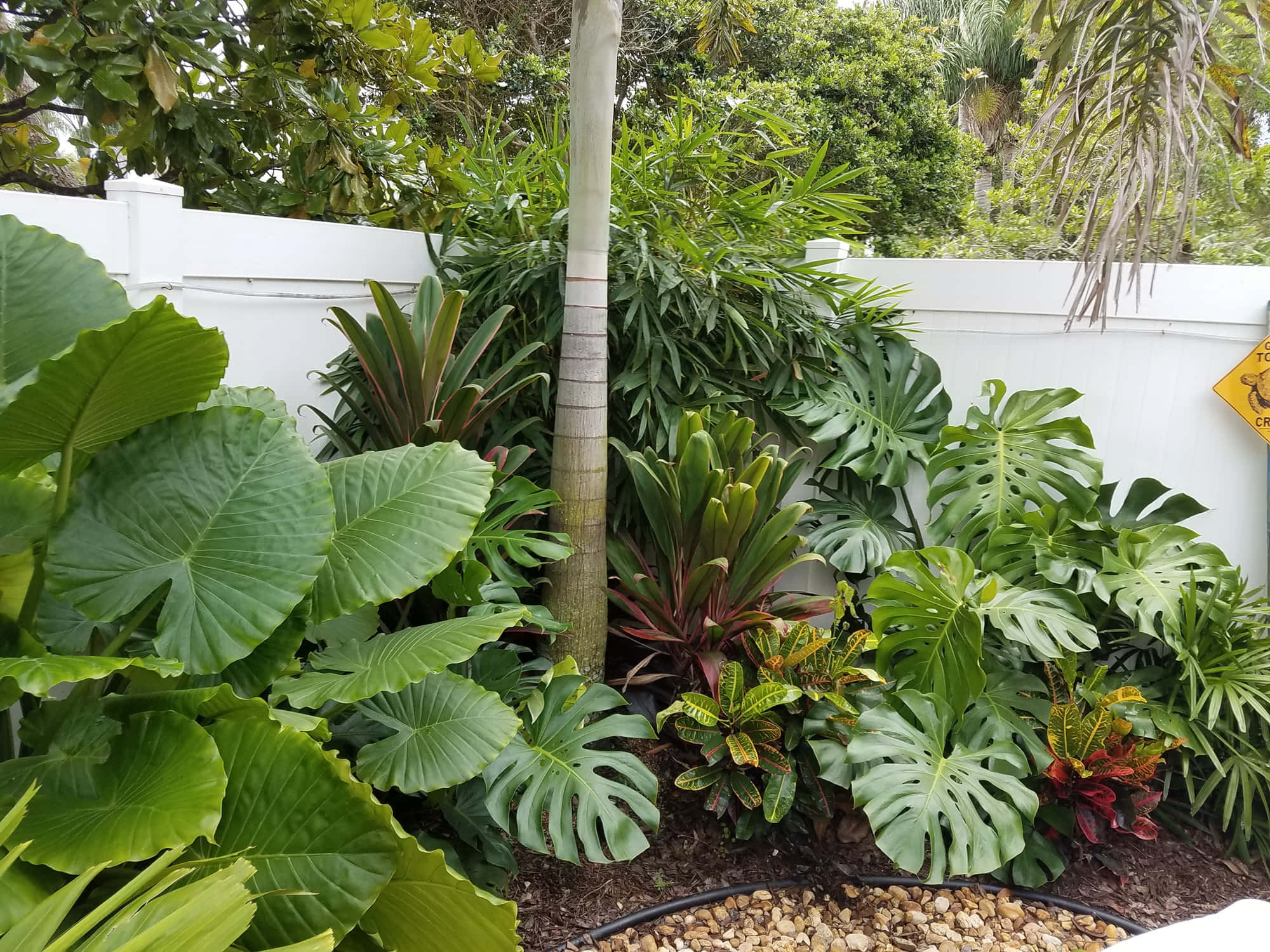 Plant Aesthetic 桌布 壁紙 — 茂盛的熱帶花園，巨大的龜背竹和象耳葉在白色籬笆前，沐浴在明亮的日光下。