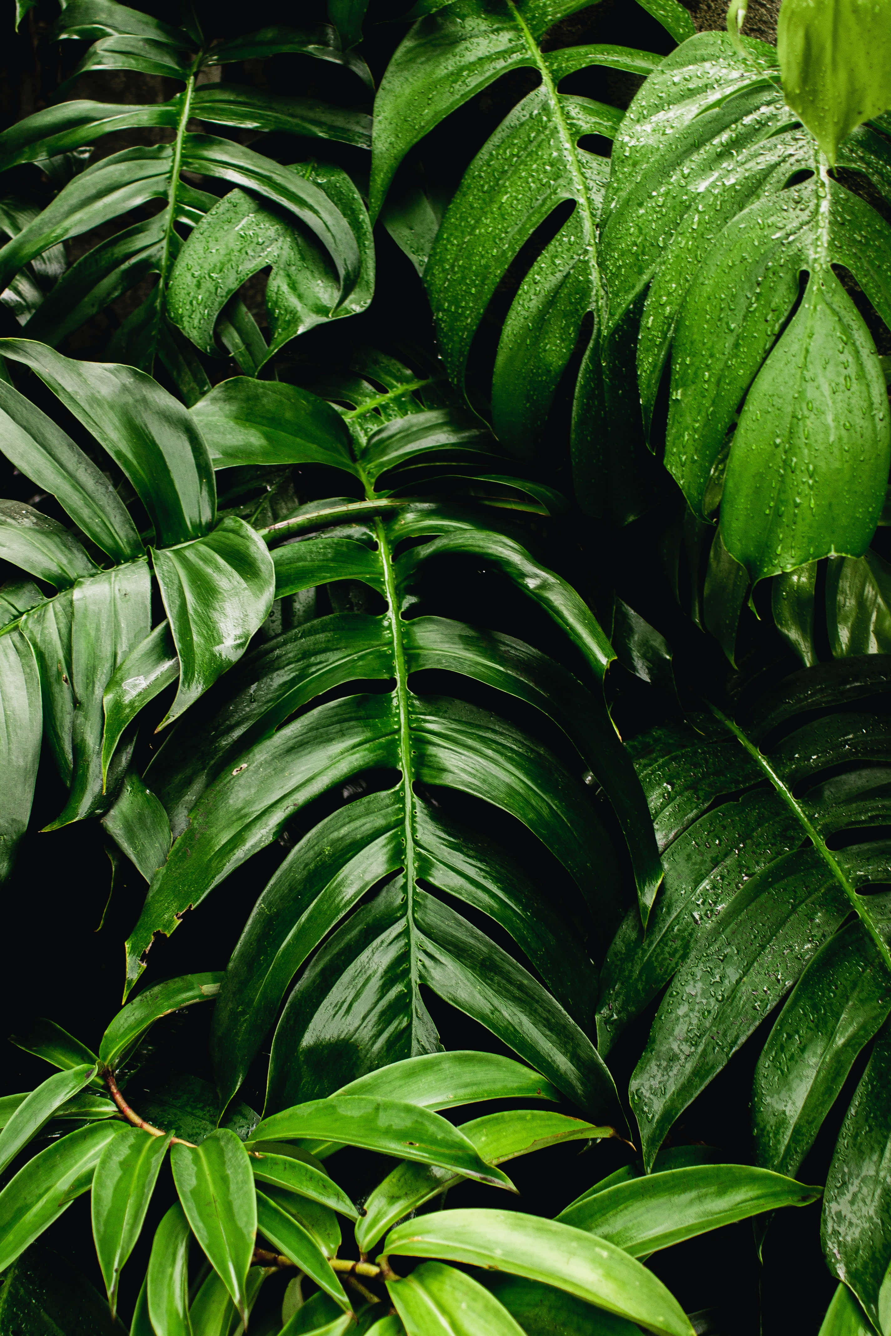 Green Plant 桌布 壁紙 — 茂盛的熱帶龜背竹葉在黑暗背景下閃爍著雨滴，營造出充滿活力的叢林氛圍。