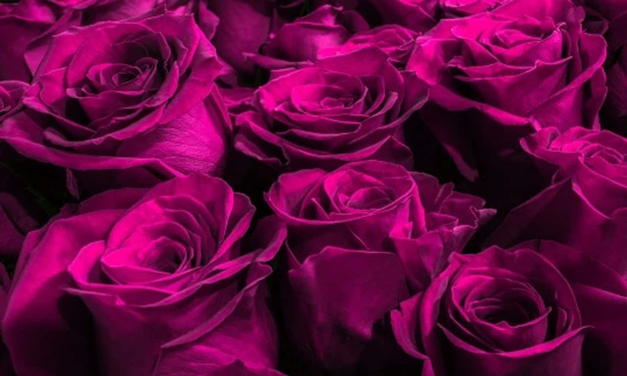 1280x768 Rose 桌布 壁紙 — 茂盛的特寫鏡頭，展現鮮豔的洋紅色玫瑰，帶有天鵝絨般的花瓣和深邃的陰影，營造出豐富浪漫的質感。