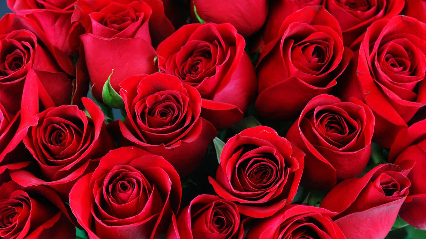 1366x768 Roses 桌布 壁紙 — 茂盛的特寫鏡頭，展現鮮豔的紅玫瑰，帶有天鵝絨般的花瓣和隱約可見的綠色莖幹。