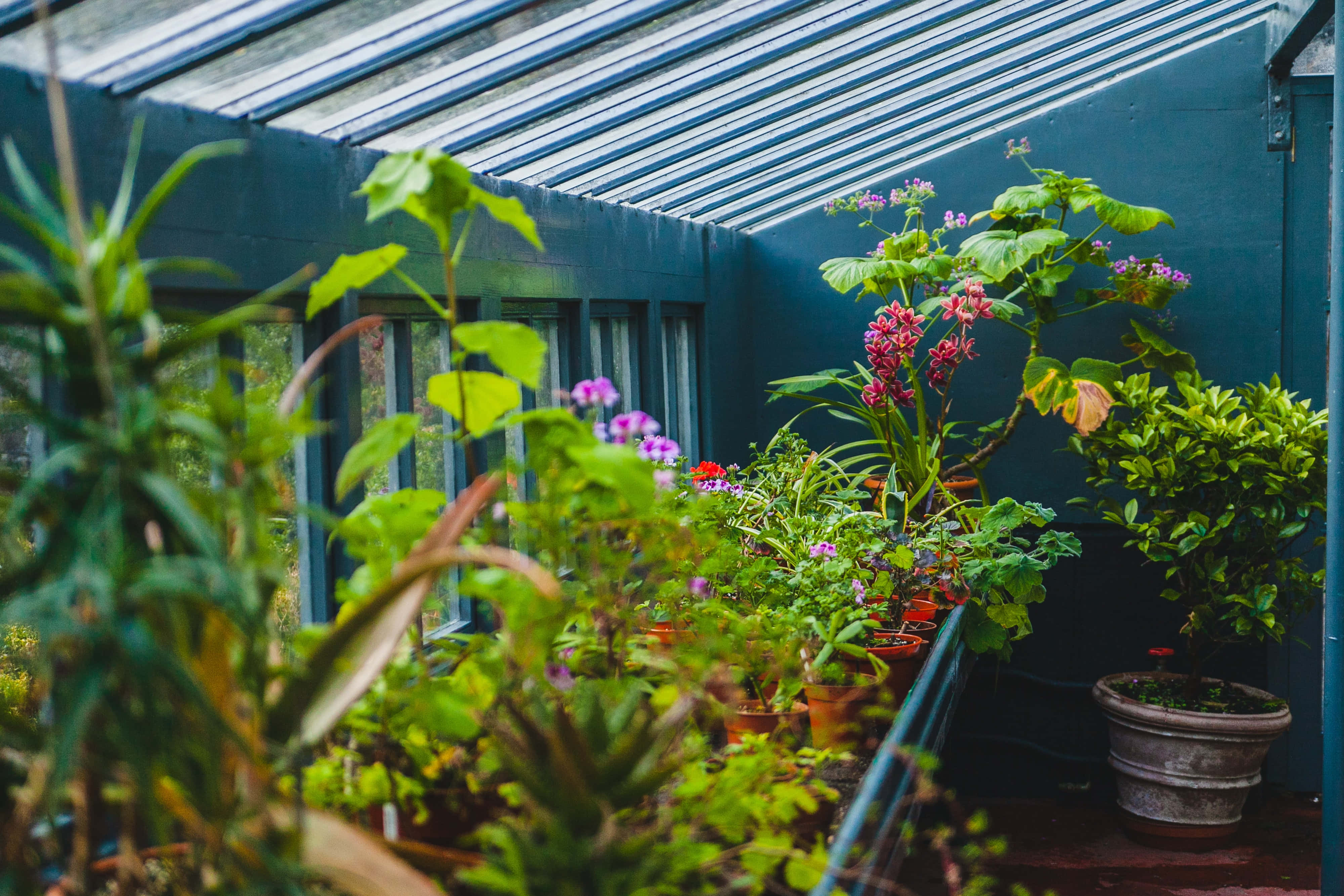 Garden 桌布 壁紙 — 茂盛的盆栽植物開著粉紅色和紫色的花朵，在玻璃屋頂下充滿活力的溫室中茁壯成長。