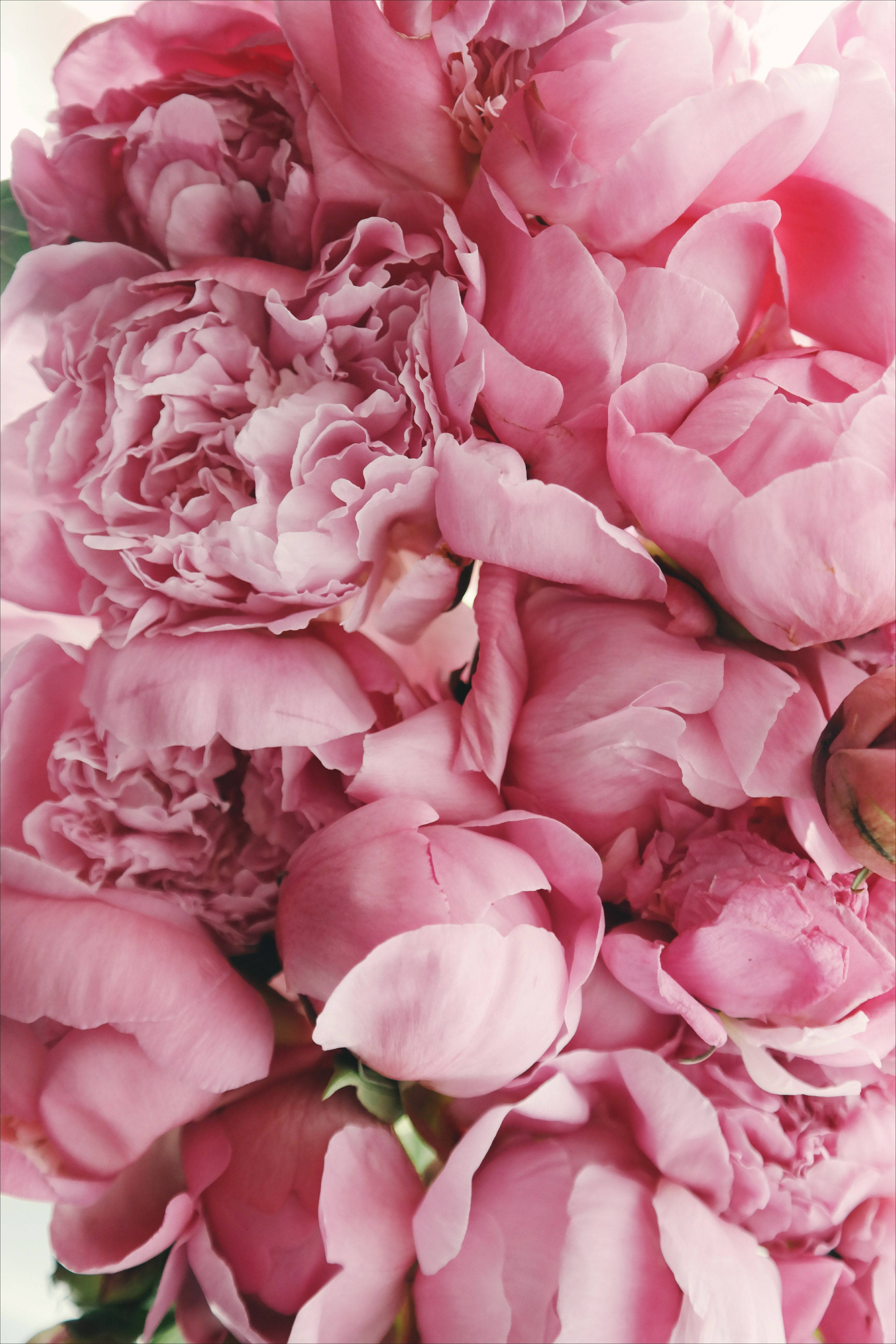 Peony 桌布 壁紙 — 茂盛的粉紅色牡丹近距離特寫，帶有精緻層層疊疊的花瓣和微妙的綠色莖幹。