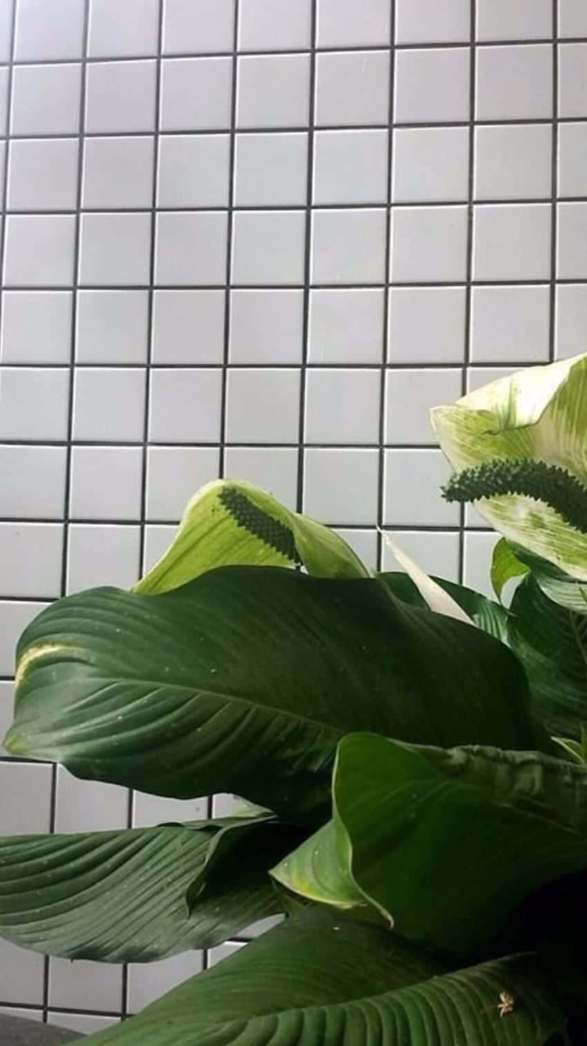 桌布 壁紙 — 茂盛的綠色和平百合葉子，帶有白色佛焰苞，與潔白的瓷磚牆形成對比。