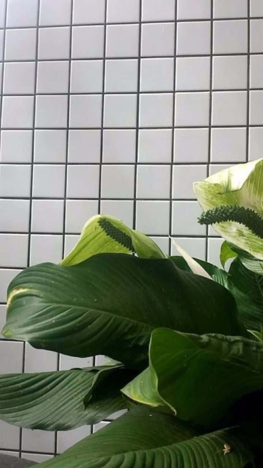 桌布 壁紙 — 茂盛的綠色和平百合葉子與白色佛焰苞在潔白的瓷磚牆上形成對比。
