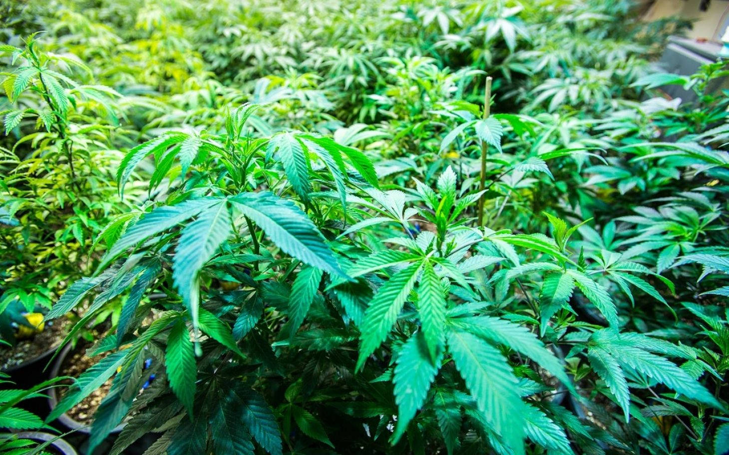 大麻 桌布 壁紙 — 茂盛的綠色大麻植物在密集的室內種植環境中茁壯成長，葉子鮮豔，光線柔和。
