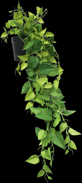 Hanging Plant 桌布 壁紙 — 茂盛的綠色心形葉藤蔓從黑色花盆中優雅地垂下，襯托在純黑背景上。