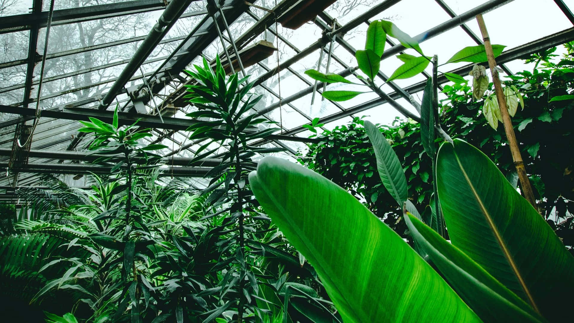 Garden 桌布 壁紙 — 茂盛的綠色熱帶植物在霧氣瀰漫的玻璃溫室屋頂下茁壯成長，金屬框架清晰可見。