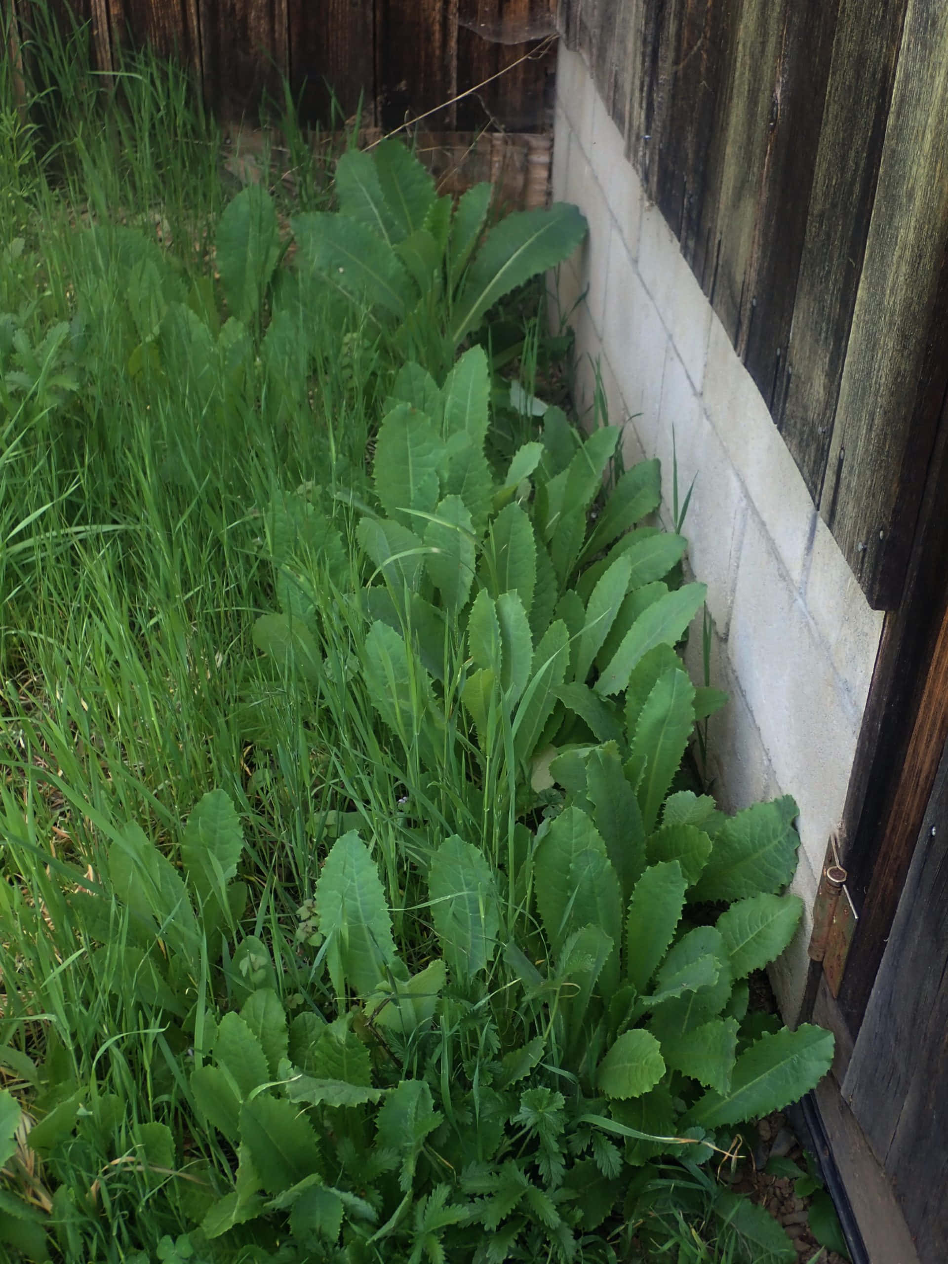 Wild Lettuce 桌布 壁紙 — 茂盛的綠色葉植物在風化的木柵欄和混凝土塊牆之間野生生長。