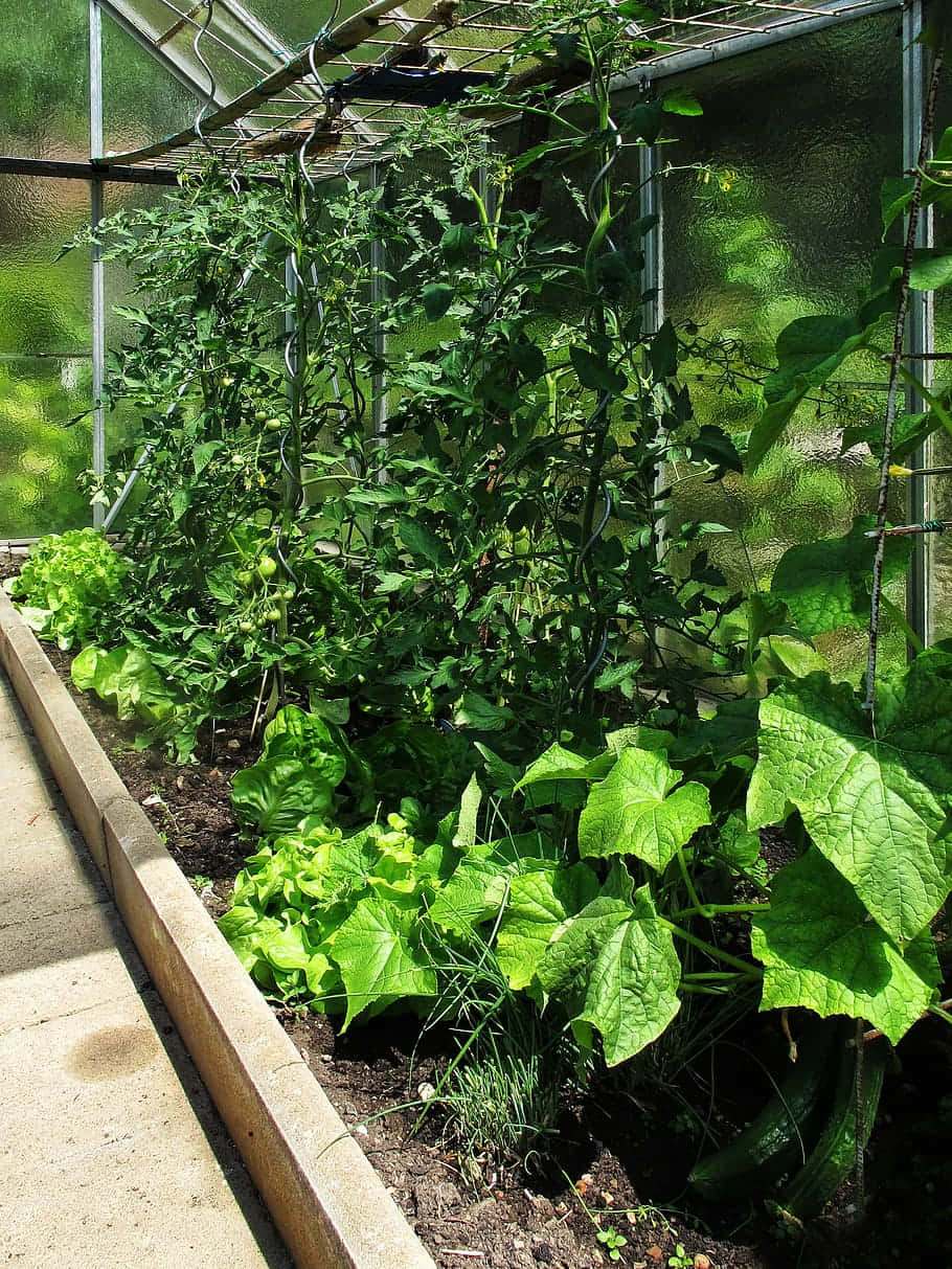 Garden 桌布 壁紙 — 茂盛的綠色蔬菜在陽光明媚的溫室中茁壯成長，有棚架番茄植物和葉用萵苣在肥沃的土壤中。