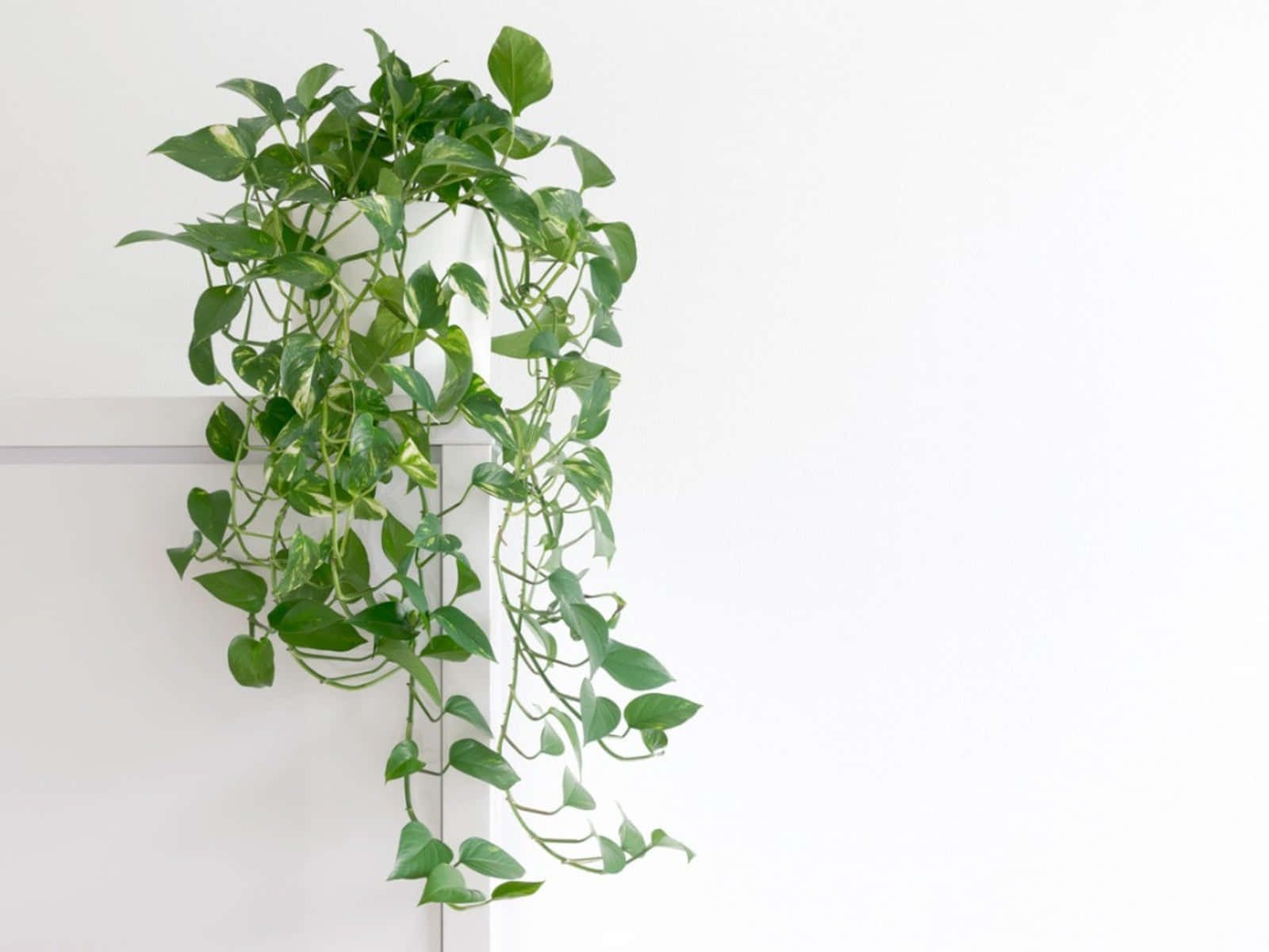 Green Plant 桌布 壁紙 — 茂盛的綠色黃金葛藤蔓優雅地垂落在白色角落層架上，背景是極簡白色牆壁。