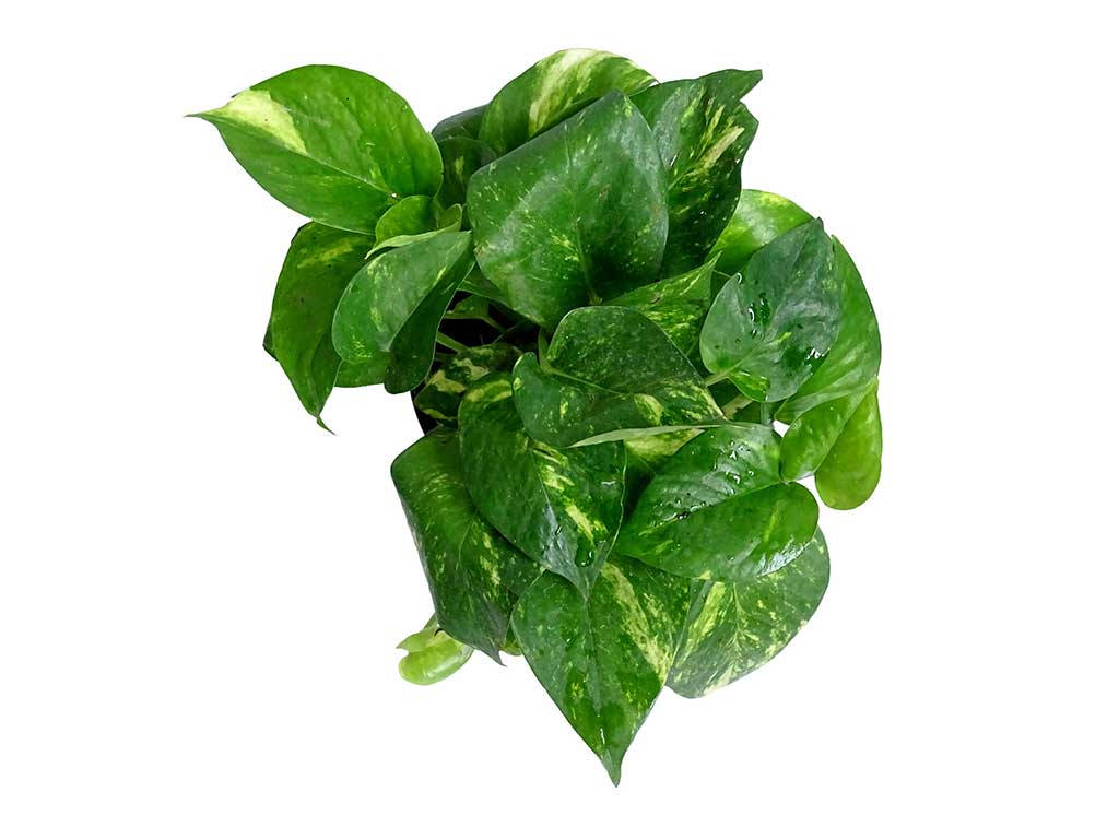 Healthy Food 桌布 壁紙 — 茂盛的雜色綠蘿植物，帶有光澤的綠色和黃色葉子，在純白色背景上閃爍著水滴。