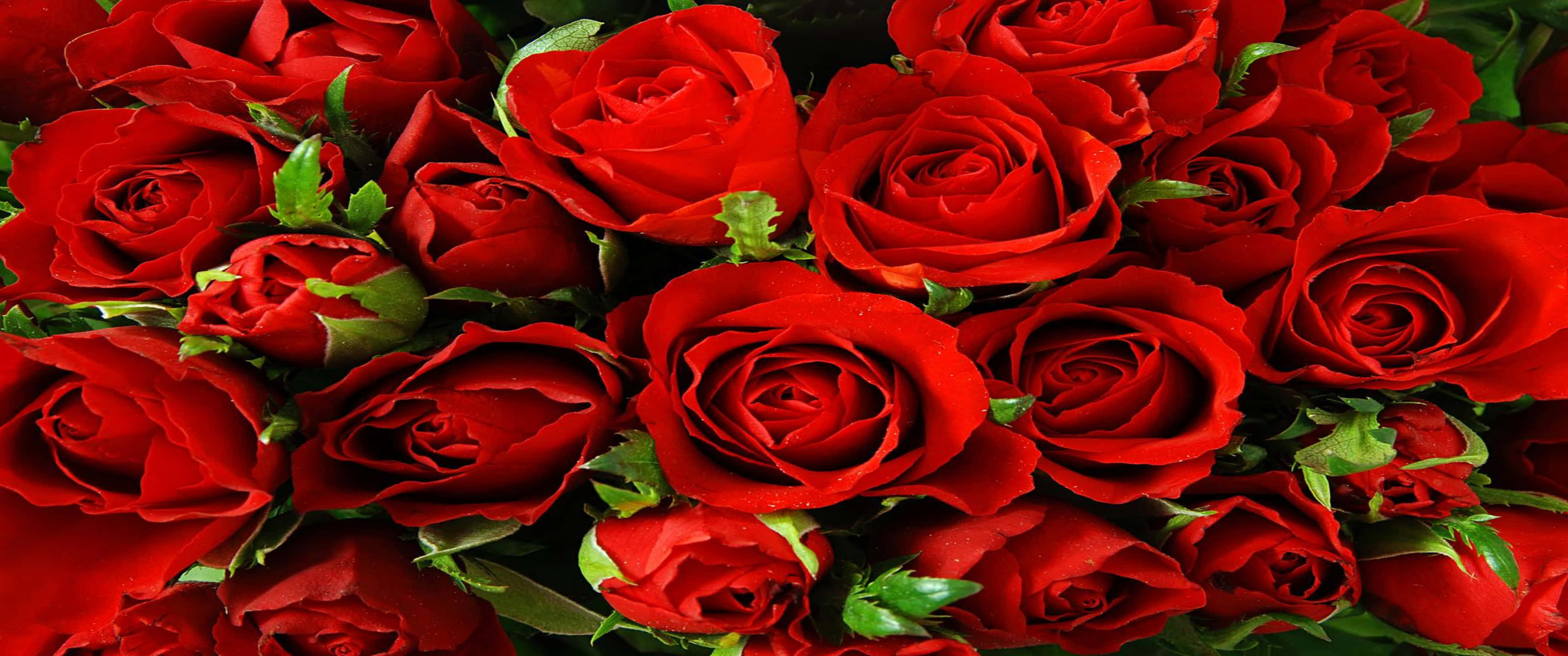3440x1440p Roses 桌布 壁紙 — 茂盛的鮮紅玫瑰特寫，帶有露珠和綠葉，營造出豐富浪漫的花卉構圖。
