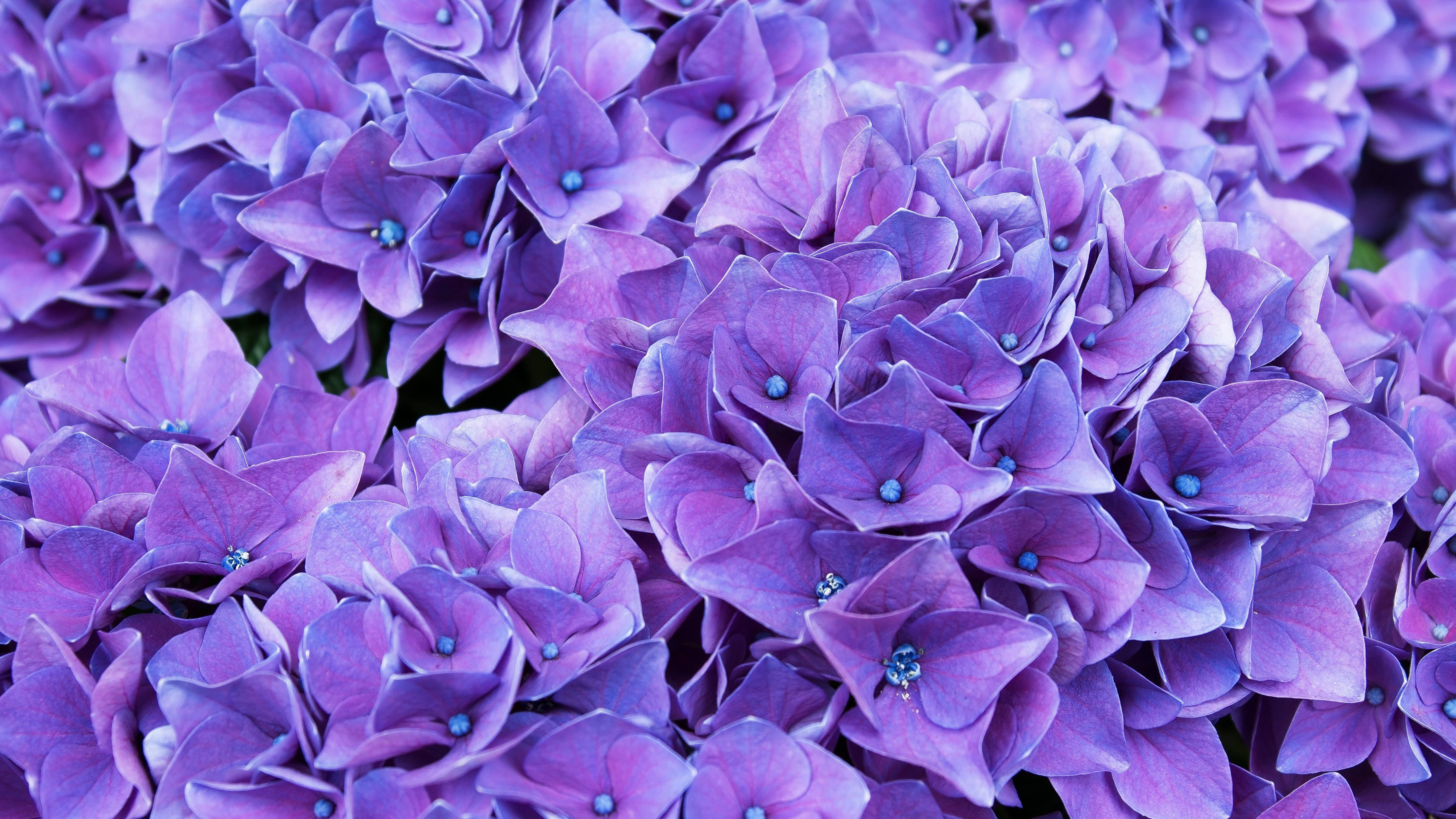 Hydrangea 桌布 壁紙 — 茂盛紫色繡球花的近距離特寫，帶有精緻花瓣和細小藍色花心。