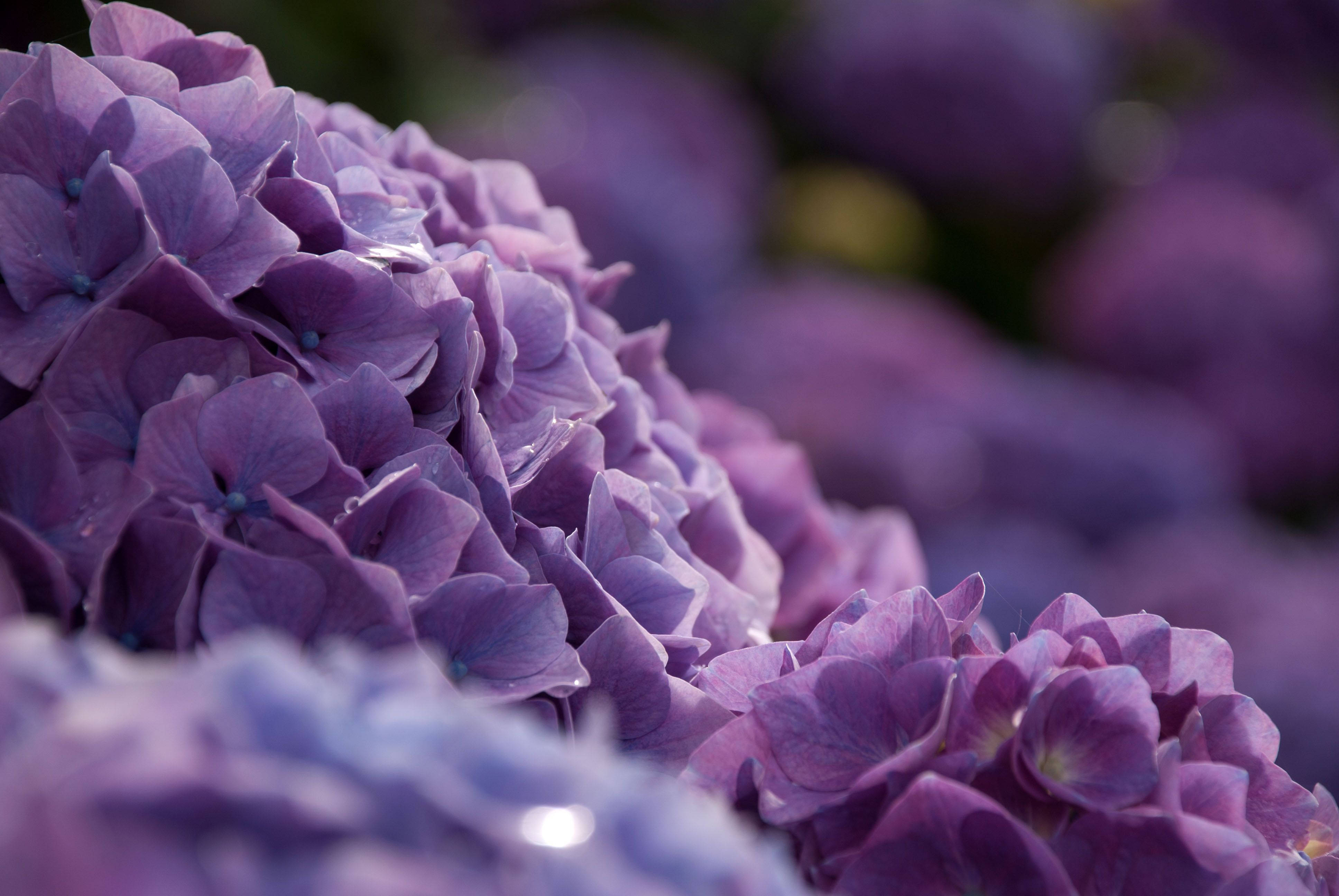 Hydrangea 桌布 壁紙 — 茂盛紫色繡球花盛開的近距離特寫，露珠在柔和自然光下閃閃發光。