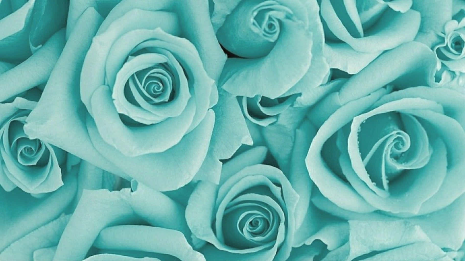 Rose Flower 桌布 壁紙 — 茂盛青綠色玫瑰的特寫，帶有柔和漸變和細膩花瓣紋理。