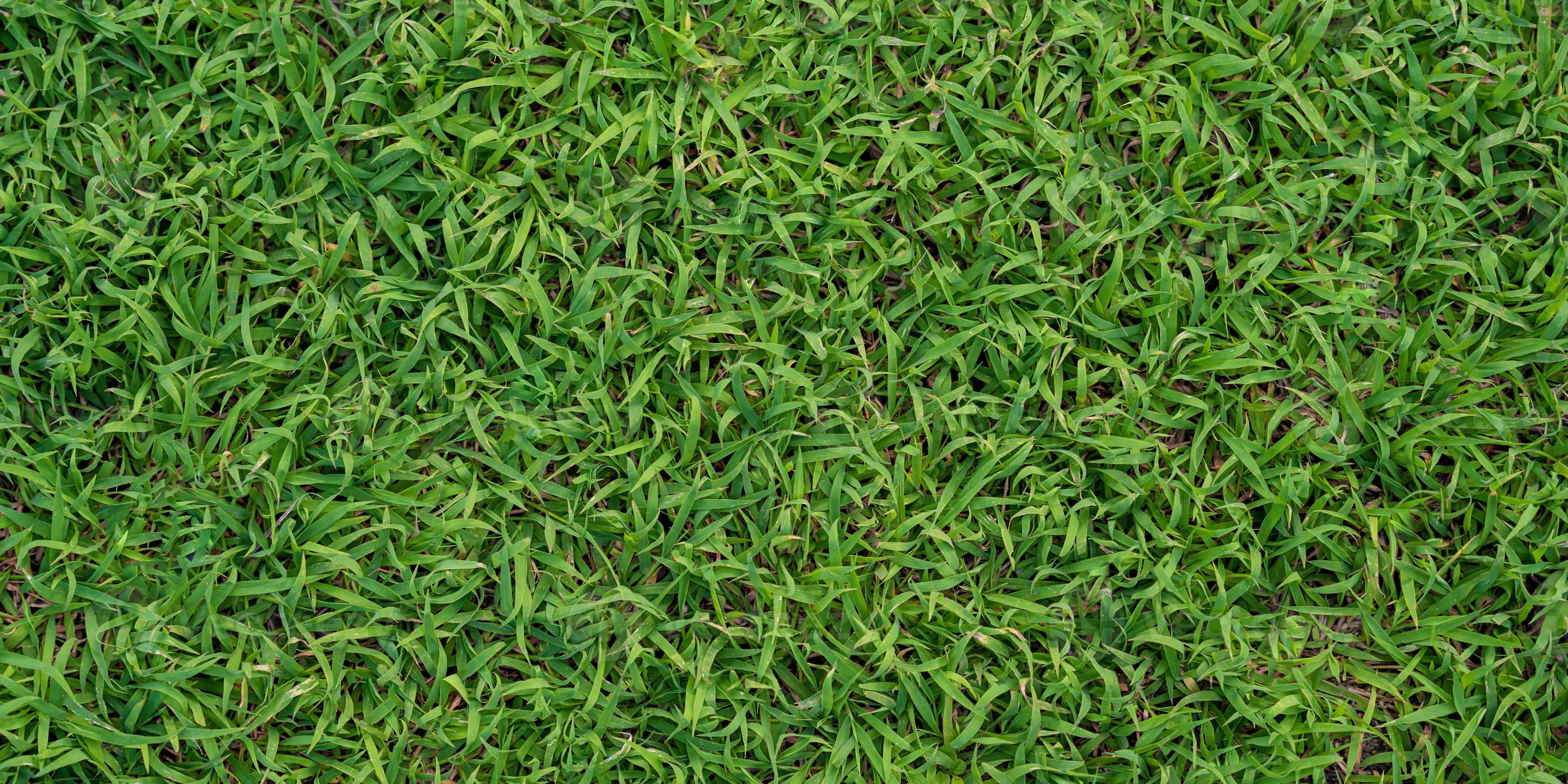 Green Grass 桌布 壁紙 — 茂盛鮮綠的草葉特寫，形成密集有紋理的自然地毯。