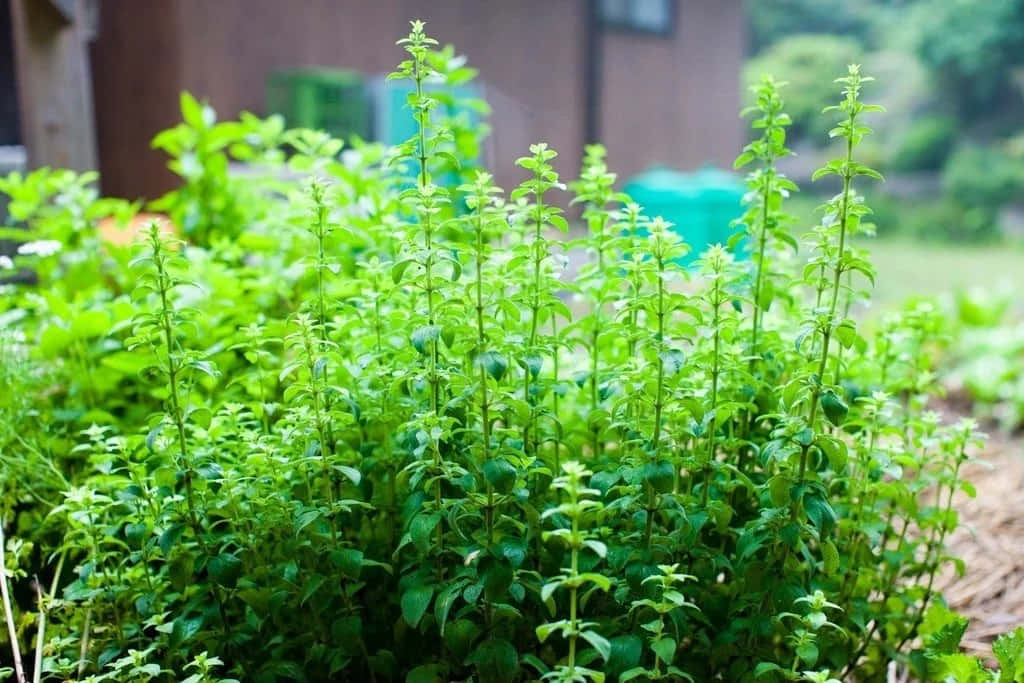 Plant 桌布 壁紙 — 茂盛鮮綠的薄荷植物在陽光普照的花圃中茁壯成長，背景有模糊的木結構和樹葉。