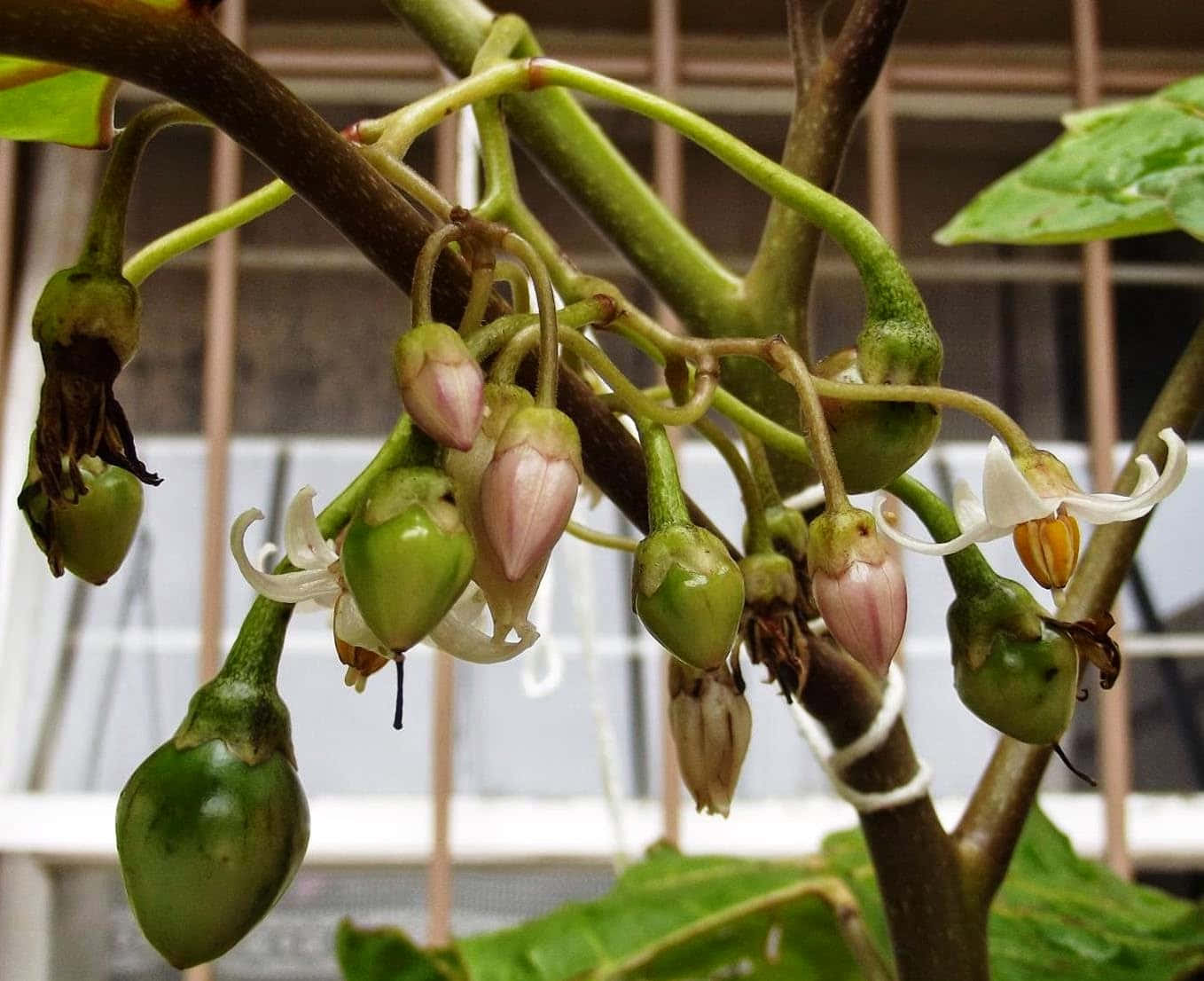 Fruit 桌布 壁紙 — 茄科植物的特寫，有綠色花蕾、粉紅色花和白色花，掛在莖上，背景是鐵絲網。