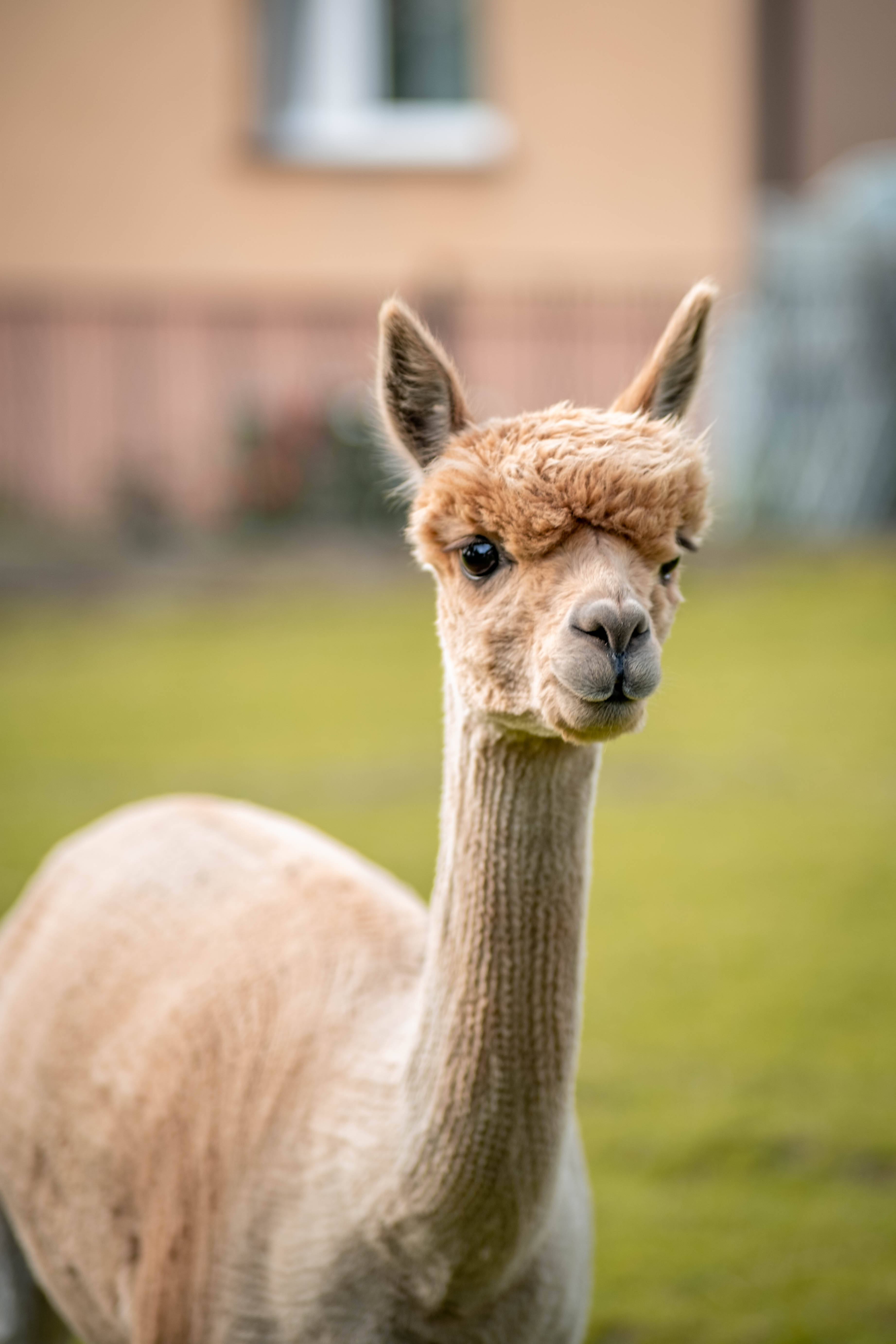 Alpaca 桌布 壁紙 — 草叢中一隻毛茸茸淺棕色羊駝的近距離特寫，牠有一雙黑色大眼睛，好奇地凝視著鏡頭。