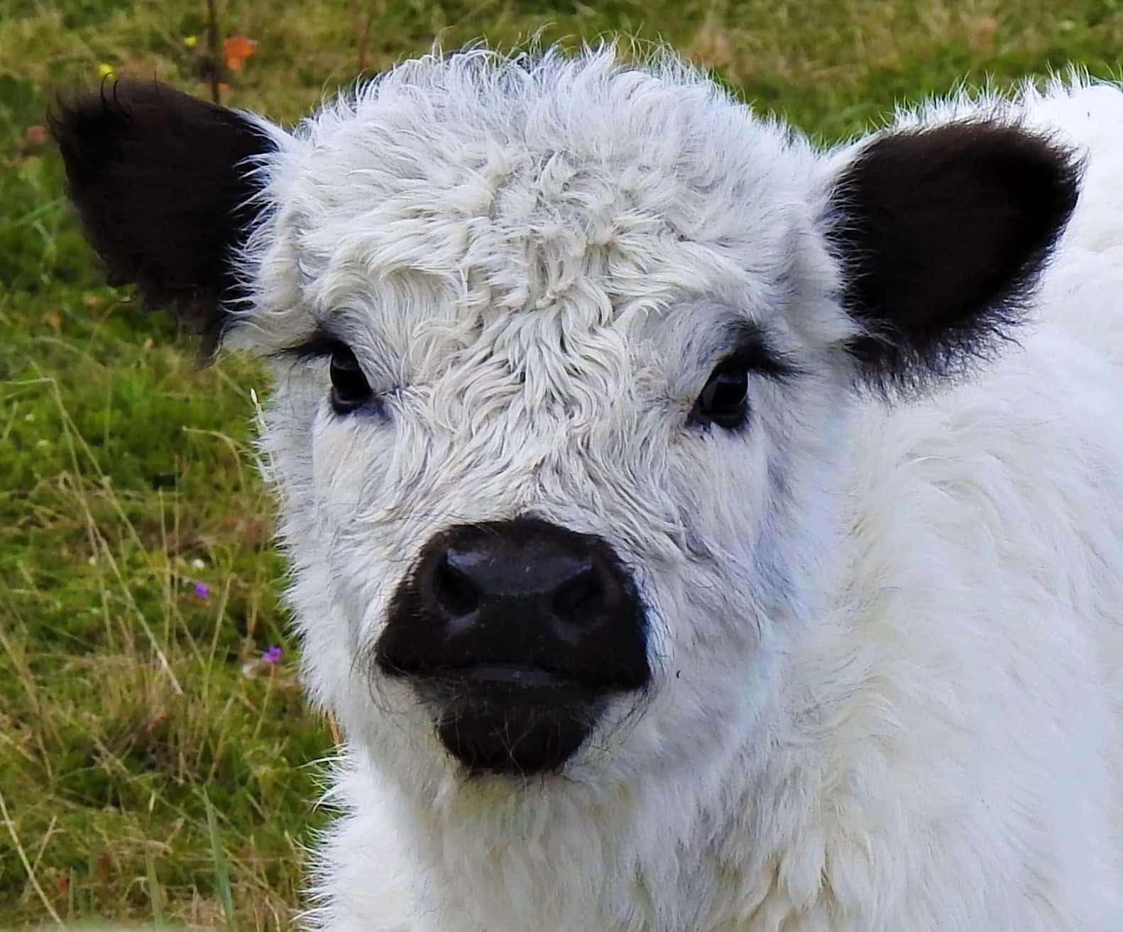 Black And White Cow 桌布 壁紙 — 草地上，一隻毛茸茸的白色小牛，黑色耳朵和鼻子，直視鏡頭的特寫。
