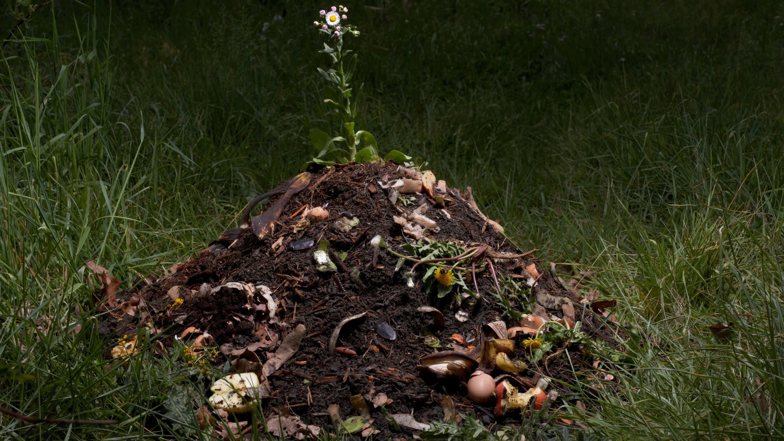 Compost 桌布 壁紙 — 草地上一個由腐爛樹葉和泥土組成的小土堆，頂端有一朵嬌嫩的花朵 defiantly 綻放。