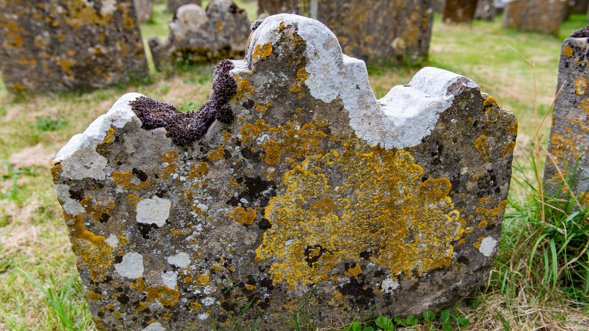 Gravestone 桌布 壁紙 — 草地上墓地中，一塊風化墓碑的特寫，上面覆蓋著鮮豔的黃色和紫色地衣。