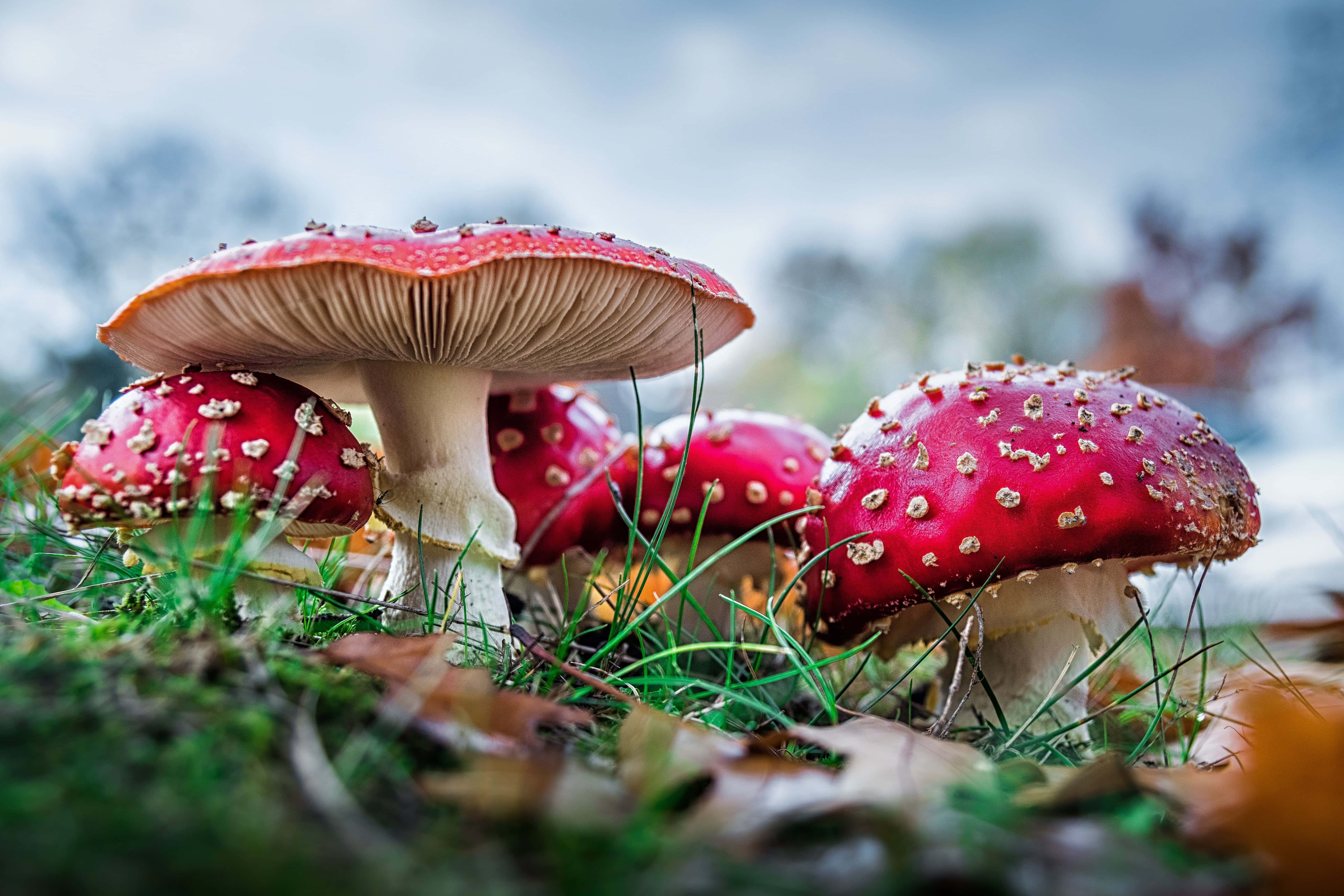 草地上的紅色蘑菇與落葉 壁紙