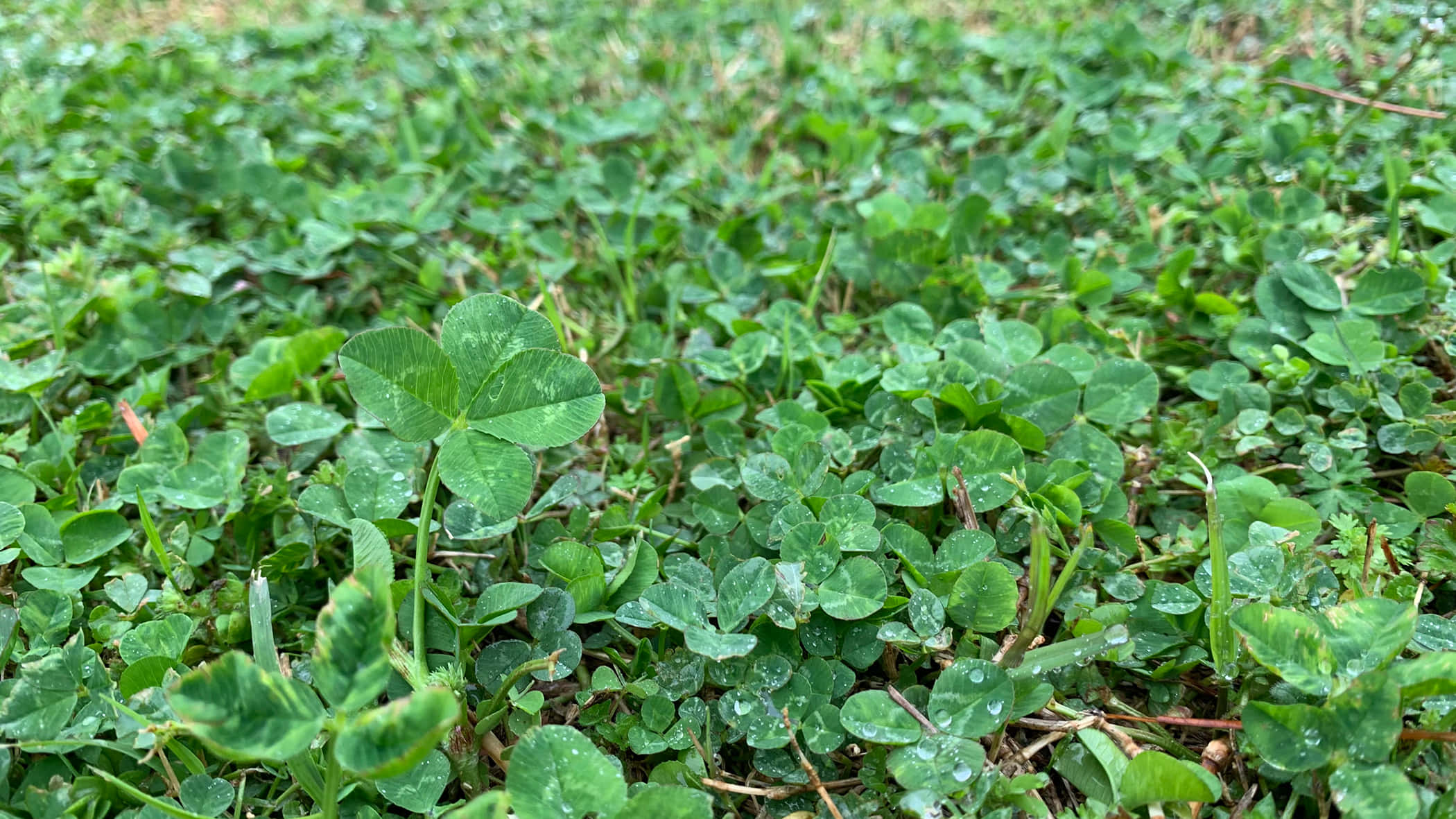 Four Leaf Clover 桌布 壁紙 — 草地上點綴著露珠的鮮綠色三葉草葉子的特寫。