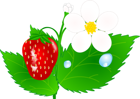 草莓植株插圖 壁紙