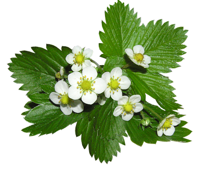草莓植株的花朵 壁紙