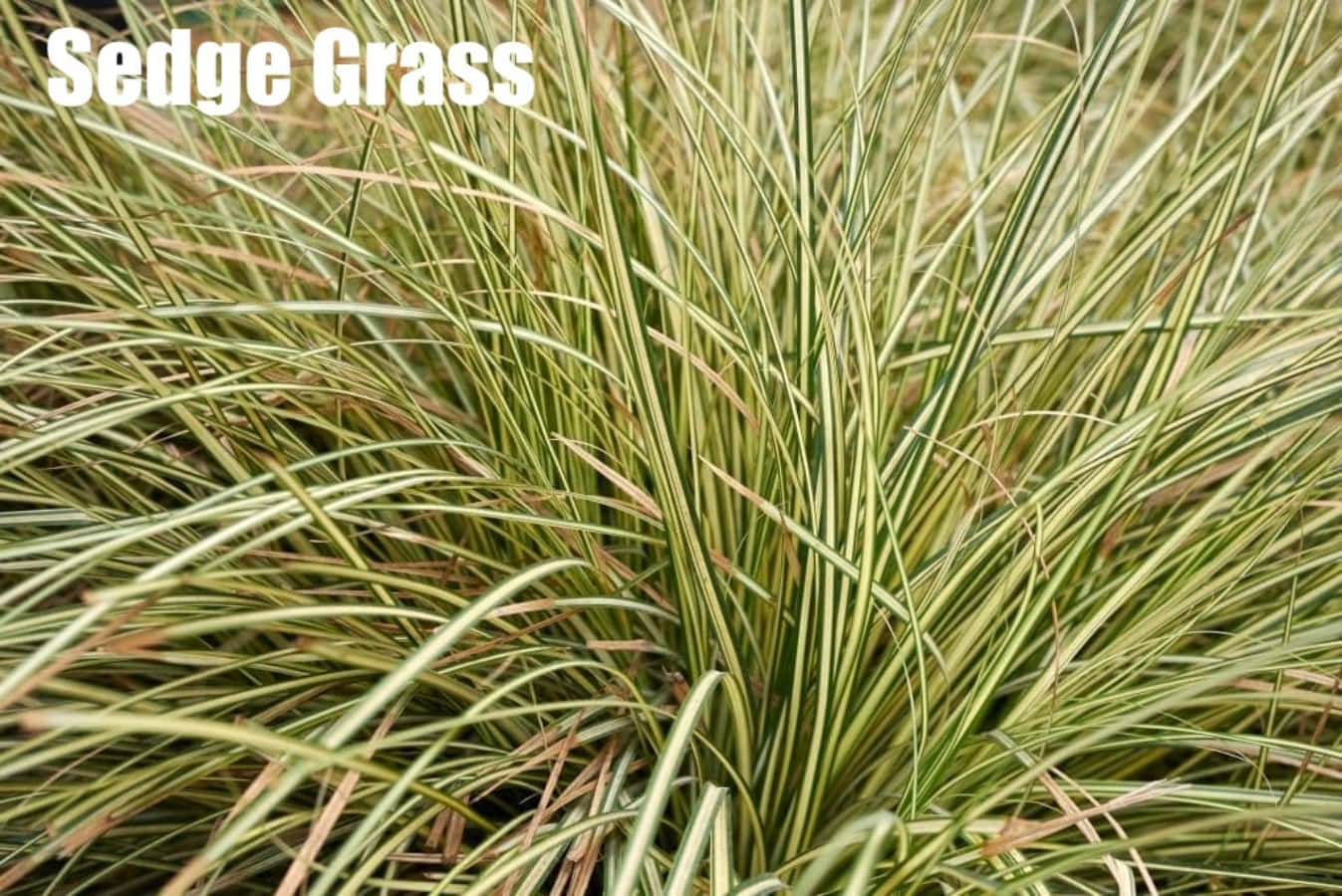 Grass 桌布 壁紙 — 莎草近攝，斑駁的綠色和奶油色葉片在自然光中輕輕搖曳。