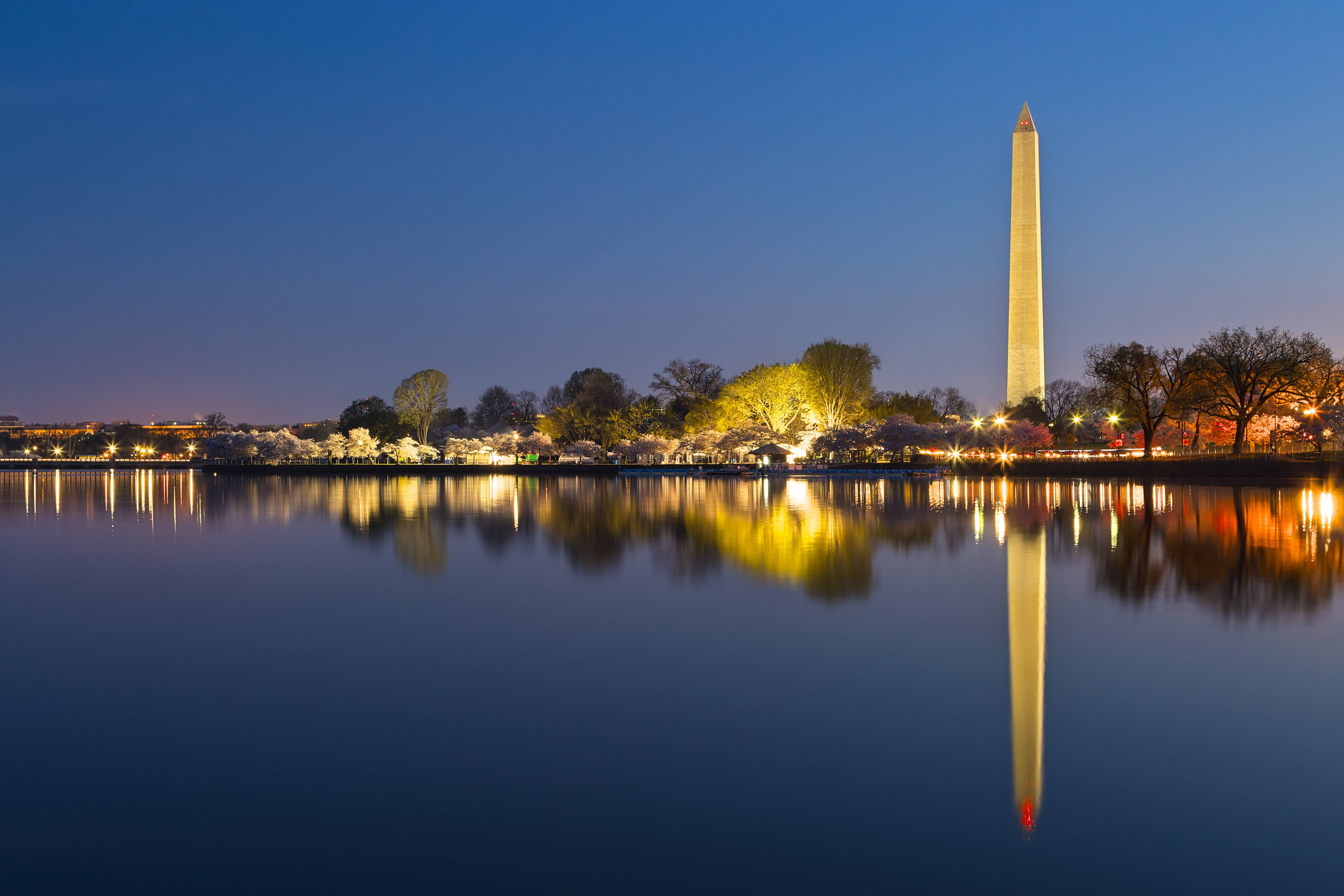 Washington 桌布 壁紙 — 華盛頓紀念碑在黃昏時高聳，其金色燈光完美地倒映在潮汐湖平靜的水面上，周圍環繞著盛開的櫻花樹。