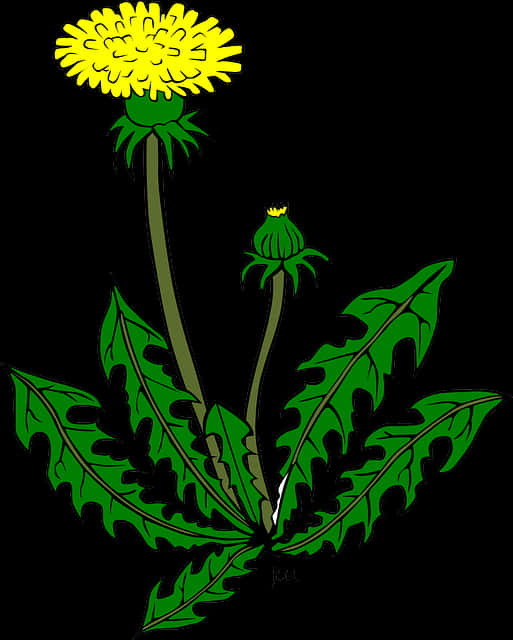 蒲公英_插畫_向量 壁紙