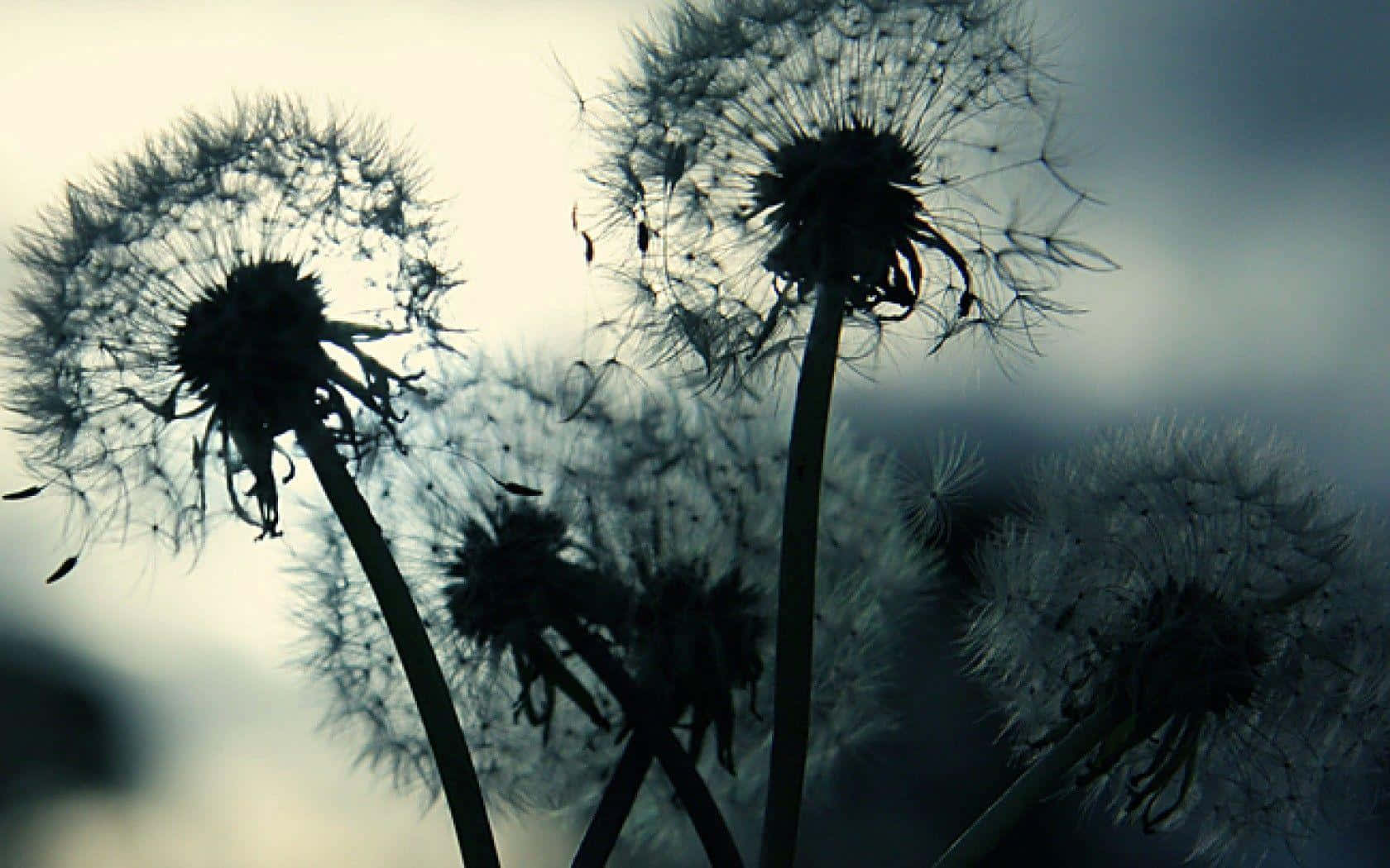 Dandelion 桌布 壁紙 — 蒲公英剪影映襯柔和漸層天空，輕柔種子飄散而去。