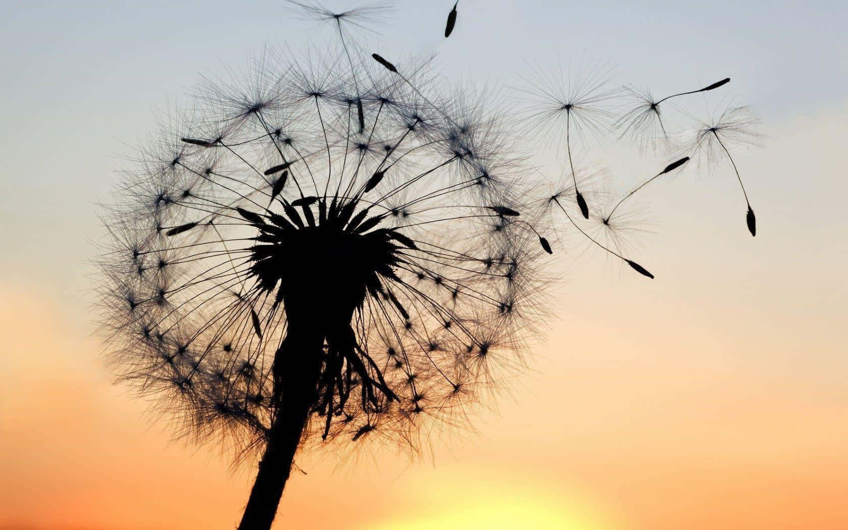 Dandelion 桌布 壁紙 — 蒲公英在溫暖的日落天空背景下釋放種子的剪影，帶有柔和的橙色和藍色漸層。