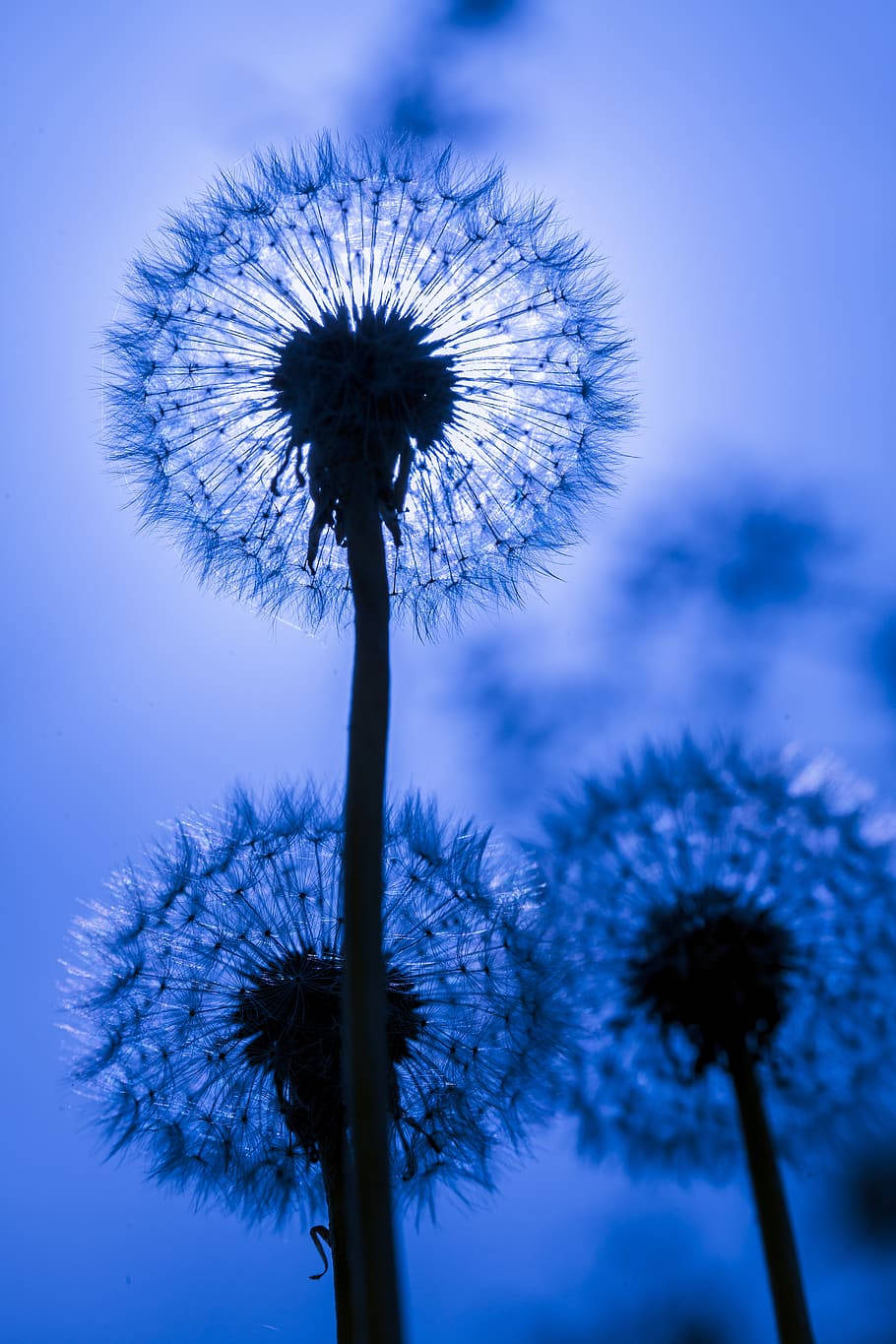 藍色 桌布 壁紙 — 蒲公英種子的剪影在清涼的藍天和柔軟的雲朵中發光。